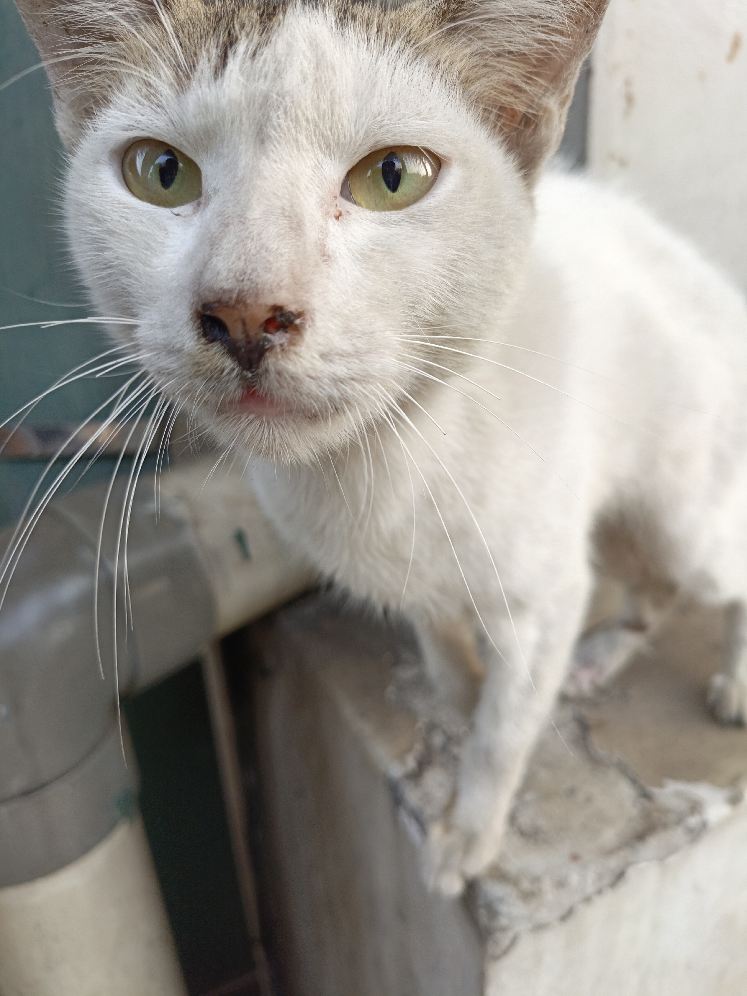 The image is a close-up, eye-level, portrait shot of a white and brown tabby cat. The cat is looking directly at the camera with its green eyes. The cat's nose appears to have some scabs or discoloration. Its whiskers are prominent and extend outwards. The cat's body is partially visible, with its front paws resting on a textured surface. In the background, there are out-of-focus elements that suggest an urban environment, including what appear to be pipes and a wall. The lighting suggests it is daytime. This scene is located in East Jakarta, Indonesia.