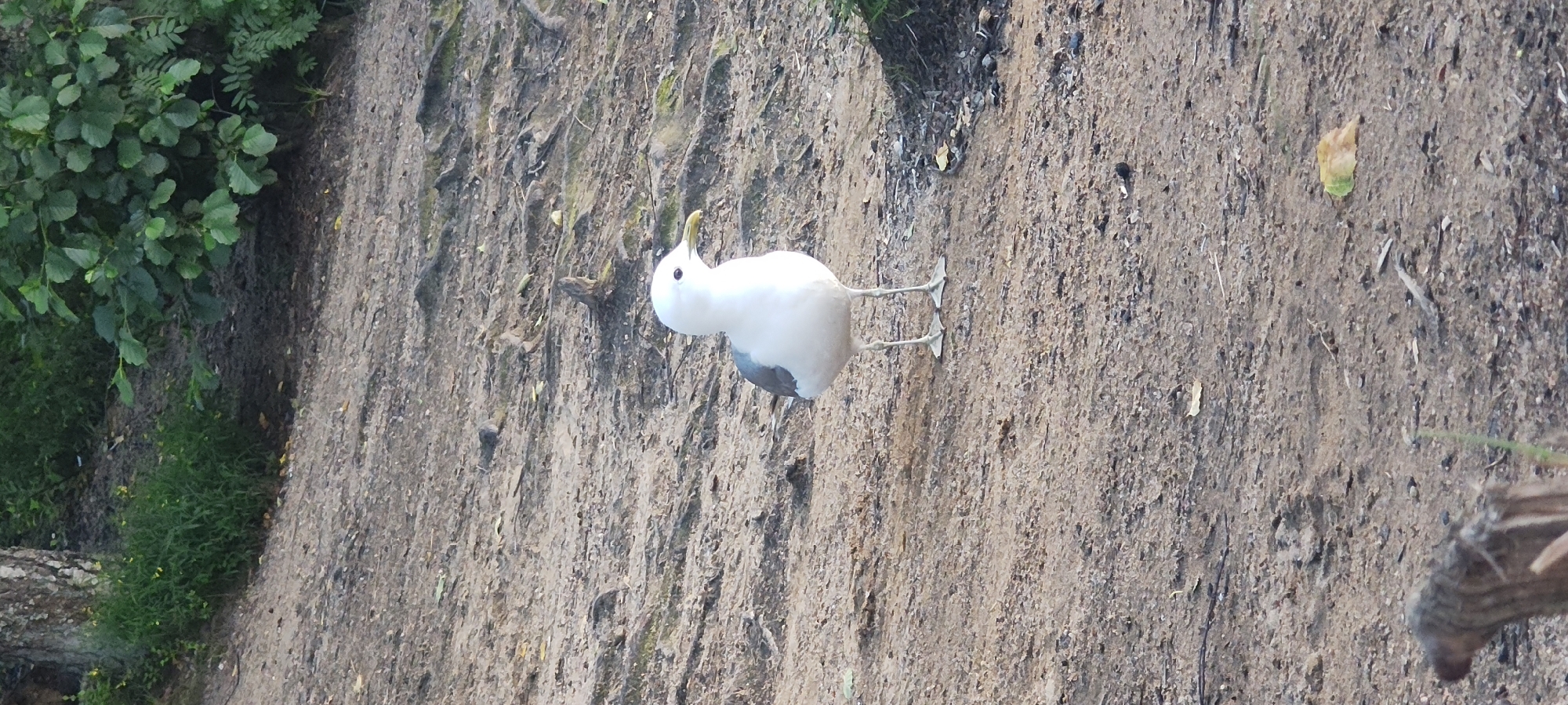 A single, white seagull with gray markings on its wings stands on a dirt path. The ground is covered in dirt and small pebbles, with some exposed tree roots. In the background, there is lush green foliage and a tree trunk on the left side of the image. A single, dried leaf lies on the ground to the right of the seagull. The image appears to be taken outdoors in a natural setting, possibly a park or wooded area. The location is identified as Mednoye Ozero, Russia.