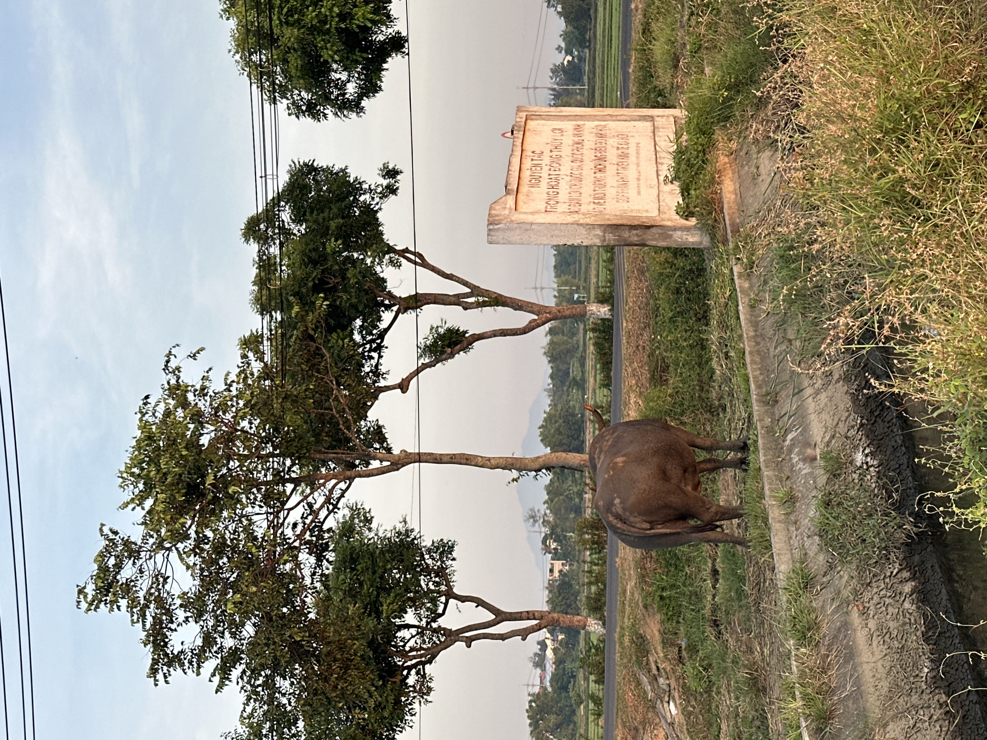 A buffalo stands facing away from the camera in a grassy area next to a concrete barrier and a ditch. Behind the buffalo, a road runs horizontally, and beyond that, trees line the landscape. To the right of the buffalo, a weathered concrete sign stands with text inscribed on it. In the background, distant buildings and mountains are visible under a hazy sky. The scene appears to be in a rural or semi-rural setting within Hội An Ward, Vietnam, suggested by the presence of a water buffalo, rice paddies in the distance, and the style of the sign. The lighting suggests it is either early morning or late afternoon.