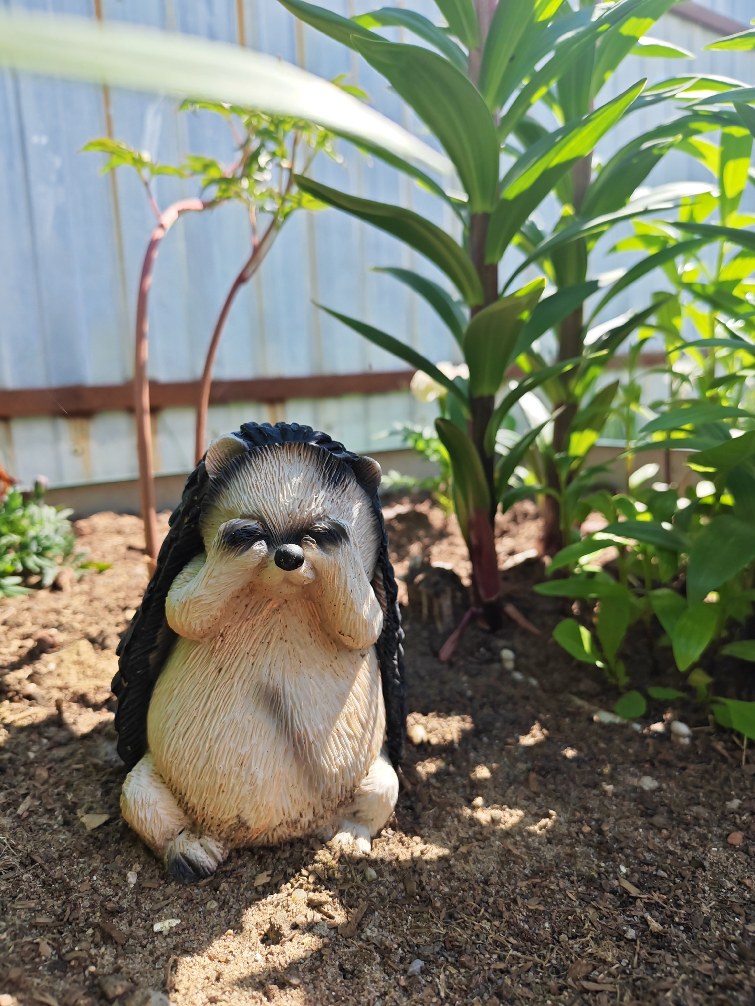 A garden ornament resembling a hedgehog sits on reddish-brown soil in what appears to be a planting bed or garden. The hedgehog has a light-colored, textured body and a dark, spiky back, with its "hands" covering its eyes in a gesture suggesting shyness or playing peek-a-boo. The ornament casts a shadow to its front and left, indicating bright sunlight coming from the upper right.
Behind the hedgehog, various plants are visible. To the immediate right, a tall plant with robust, long, dark green leaves stands prominently, also casting shadows. Further back and to the left, two slender, reddish-brown stemmed plants with sparse green leaves reach upwards. In the far background, a light-colored, possibly corrugated metal, fence or wall creates a clear vertical boundary, with a horizontal wooden beam running across. Sunlight strongly illuminates the plants and the background structure. The soil beneath the hedgehog and surrounding plants appears dry and somewhat coarse, with small bits of organic matter. The scene evokes a sunny day in an outdoor garden setting in Rybolovo, Russia. There is no visible text.