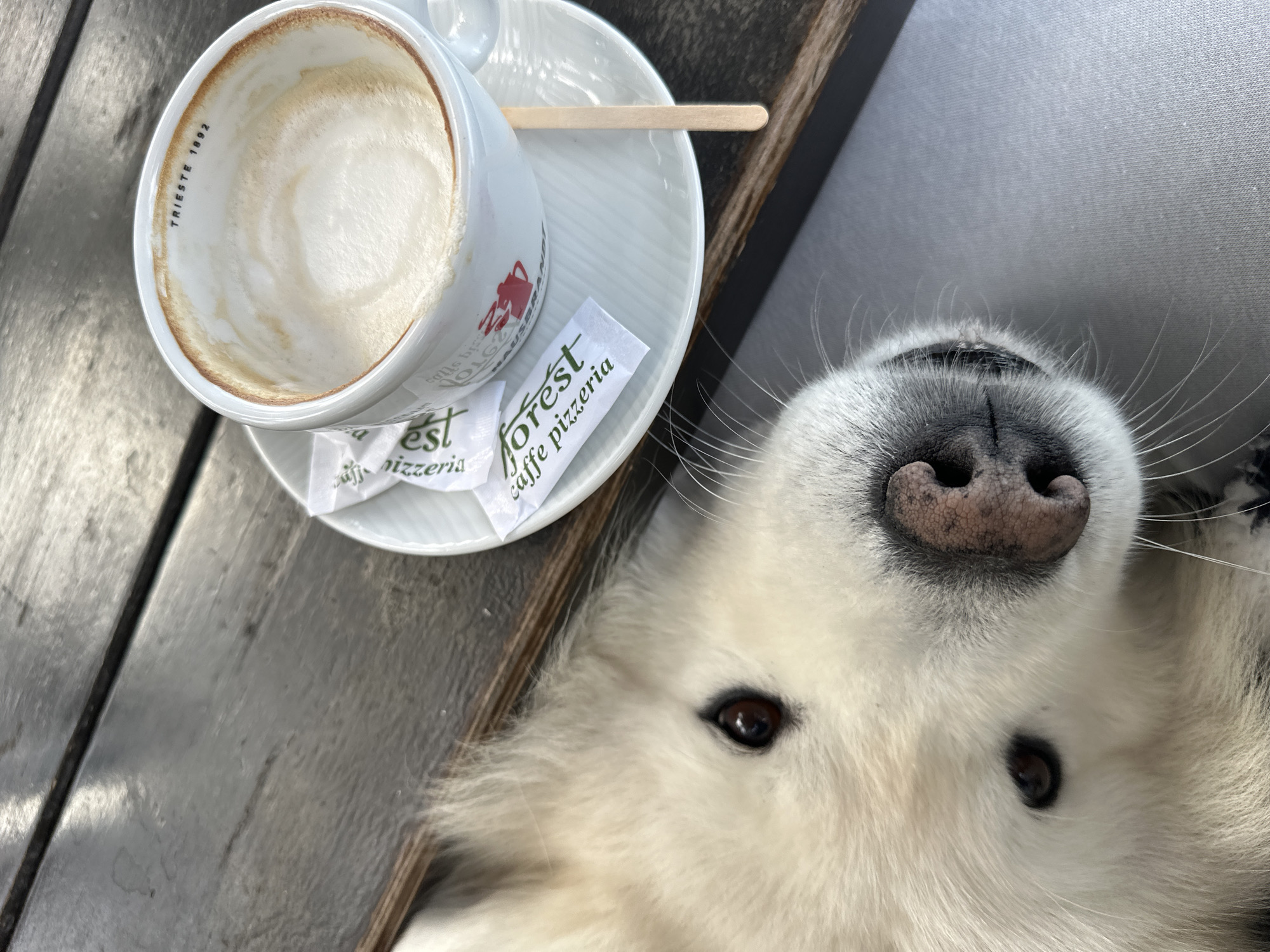 An overhead shot depicts a partially consumed cappuccino in a white cup with a saucer on a wooden surface. Two sugar packets from "Forest caffe pizzeria" are on the saucer. Adjacent to the coffee is the upturned face of a white dog, possibly a Samoyed or similar breed. The dog's nose is prominent in the foreground. The cup has Trieste 1892 branding on the inside rim. The scene likely takes place at the "Forest caffe pizzeria," located in Bar, Montenegro.