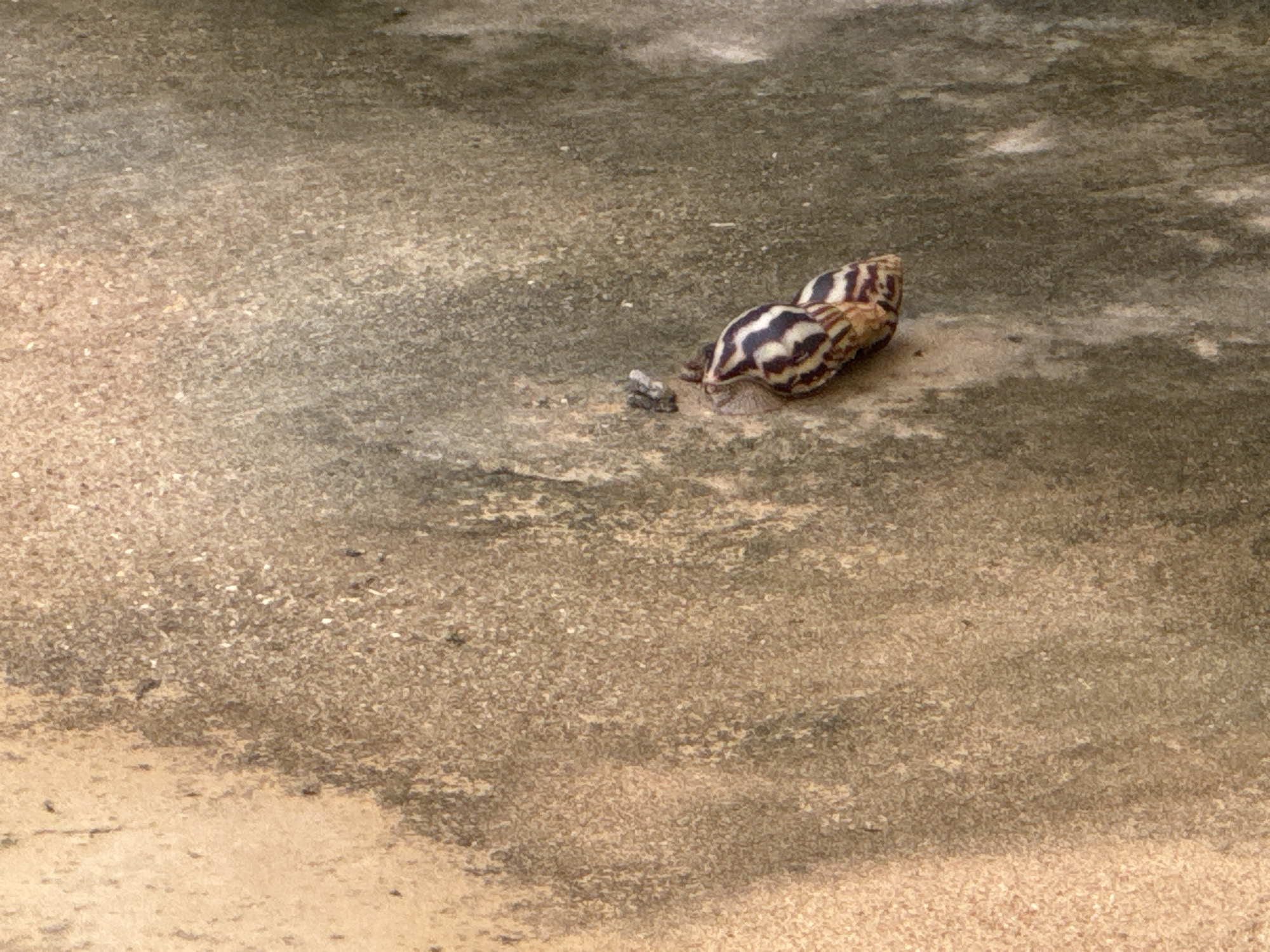 The image displays a close-up of a textured wall with a light brown, sandy section on the left and a darker, mottled gray section on the right. Two snails, with distinctive brown and white striped shells, are clinging to the darker section of the wall. The snails are positioned one above the other, with the lower snail appearing to be slightly larger. A small, dark object, possibly insect droppings or debris, is situated to the left of the snails. The overall lighting suggests an outdoor environment, possibly under diffused daylight.