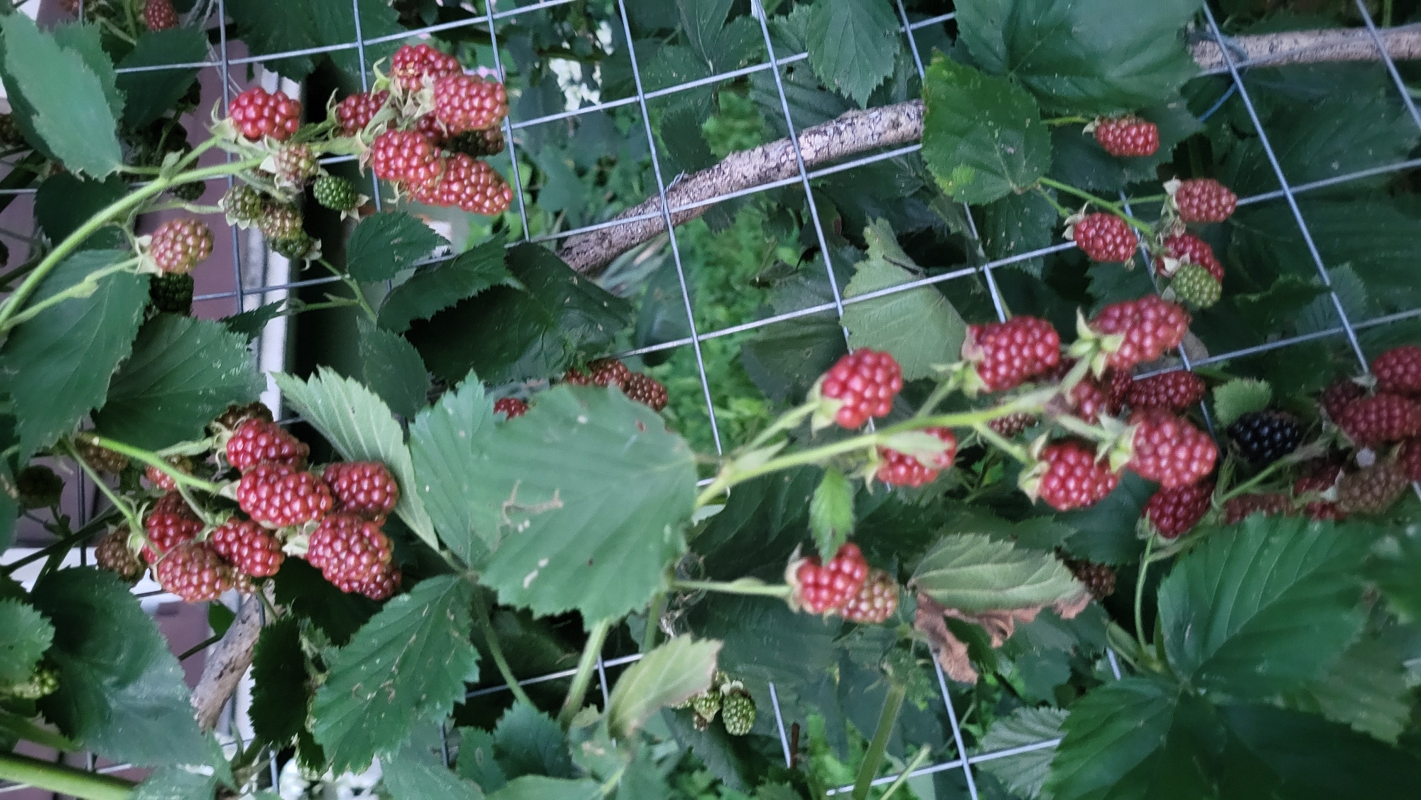 The image shows a close-up view of a blackberry bush with ripe and unripe berries. The berries are clustered on thorny branches, interspersed with dark green leaves. Some berries are a deep red, indicating ripeness, while others are still green and less developed. The bush is supported by a wire fence, suggesting it is in a garden or cultivated area. A rough, textured branch also runs horizontally across the frame, part of the fence structure. The scene is outdoors, and the lighting suggests it might be late afternoon or early evening, with soft, diffused light. There are no people or animals visible. The overall impression is one of nature's bounty, with the focus on the fruits of the plant. The context provided indicates the location is Prešov, Slovakia.