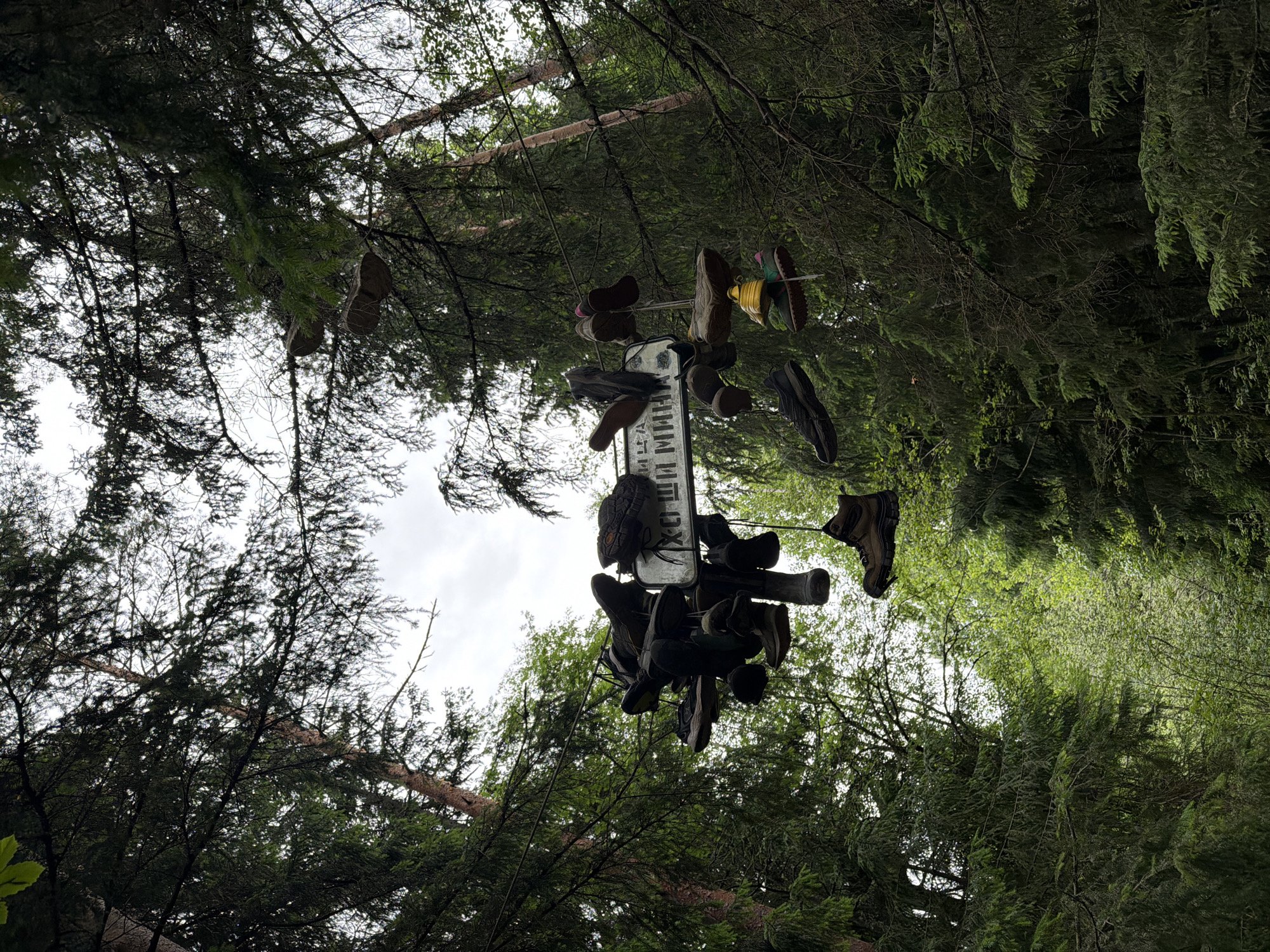 In a forest setting with tall evergreen trees, several pairs of shoes and boots are suspended from branches and a wire. A sign with Russian text is visible amidst the shoes, and some individual shoes are also hanging higher up in the trees. The scene suggests an unusual art installation or a memorial. The location is identified as Kuznechnoye, Russia.