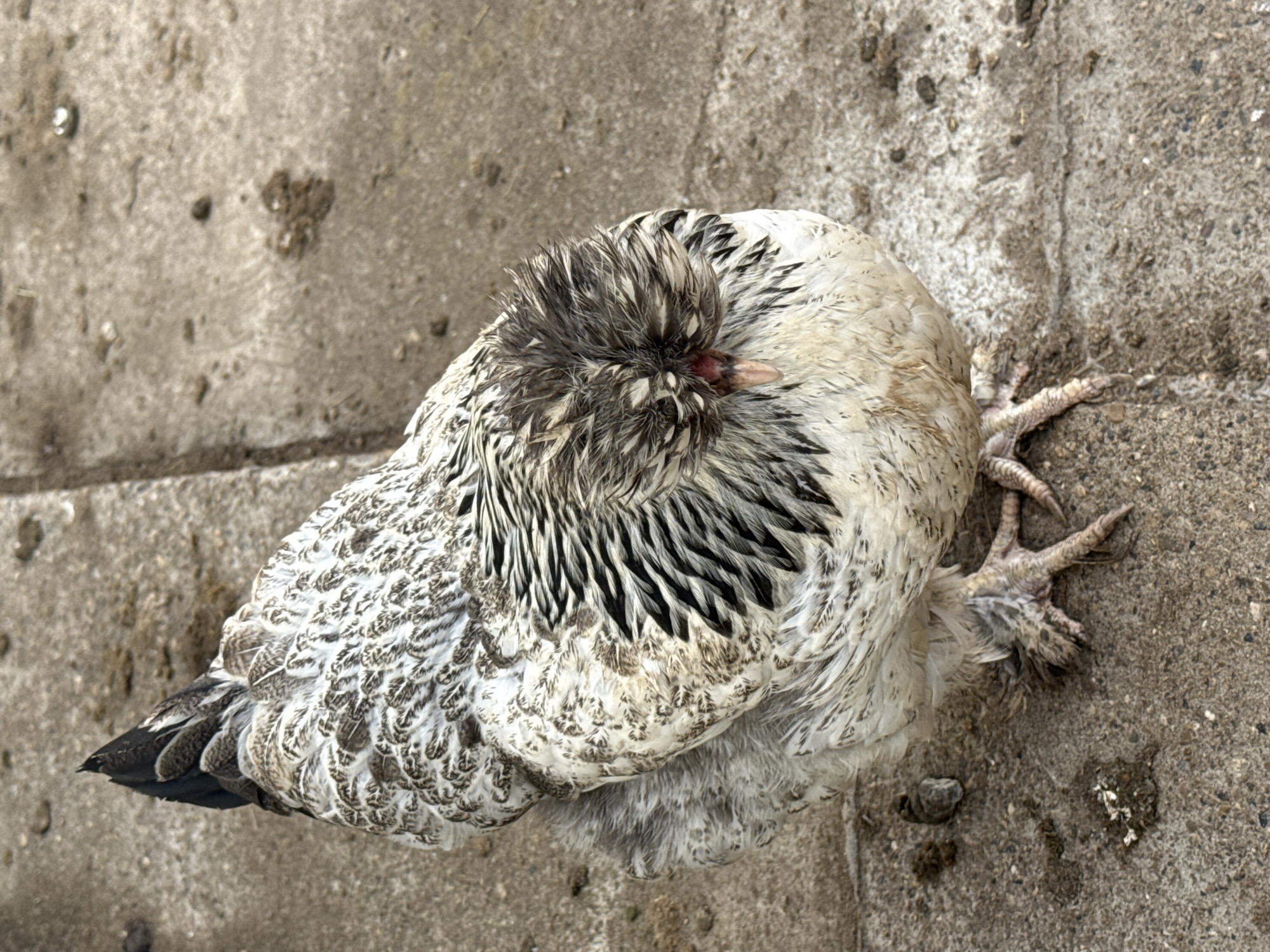 A single Polish Chicken lies dead on a concrete surface. The chicken is predominantly white with black markings. The chicken is lying on its side with its feet extending out. The location of Noviy, Russia, is not discernible from the image.