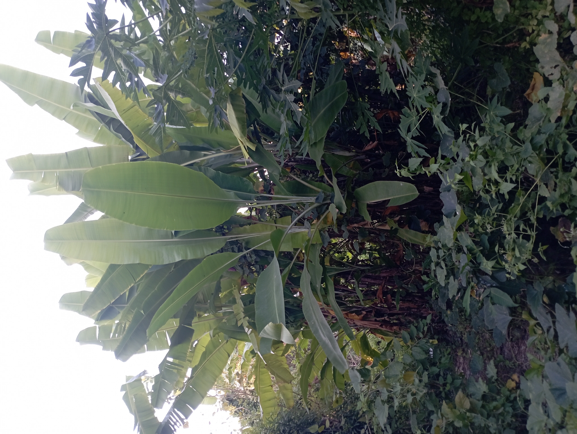 A dense cluster of banana trees dominates the center of the frame, their large, elongated leaves reaching towards a bright, overcast sky. The banana trees exhibit a variety of leaf sizes and shades of green, with some leaves appearing lighter and more translucent due to the diffused sunlight. Beneath the banana trees, a tangled undergrowth of smaller plants and vines creates a shadowed, textured layer. Among the foliage, hints of other plant types can be discerned, including what appears to be a papaya tree with its distinct palmate leaves to the right of the banana trees. The ground is not clearly visible, obscured by the dense vegetation. The scene depicts a lush, overgrown natural environment, likely a garden or a wilder patch of land, situated in Sembung Anyar, Indonesia.