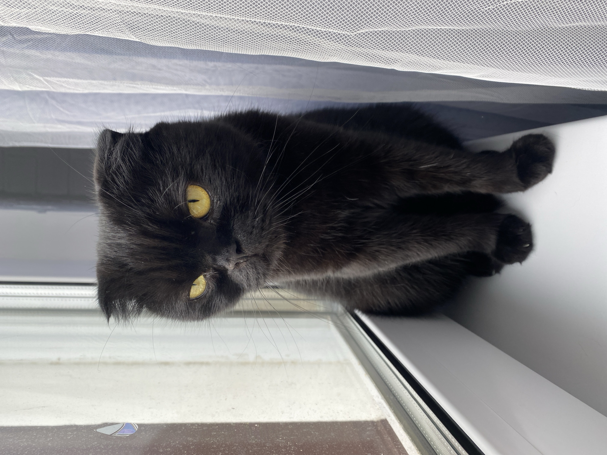 A black Scottish Fold cat with yellow eyes sits on a white windowsill. The cat is facing left, with its head tilted slightly down. Its ears are folded forward. The window is to the left of the cat, and a sheer white curtain is to the right. The windowsill appears to be in an indoor setting. The background outside the window is blurred and indistinct.