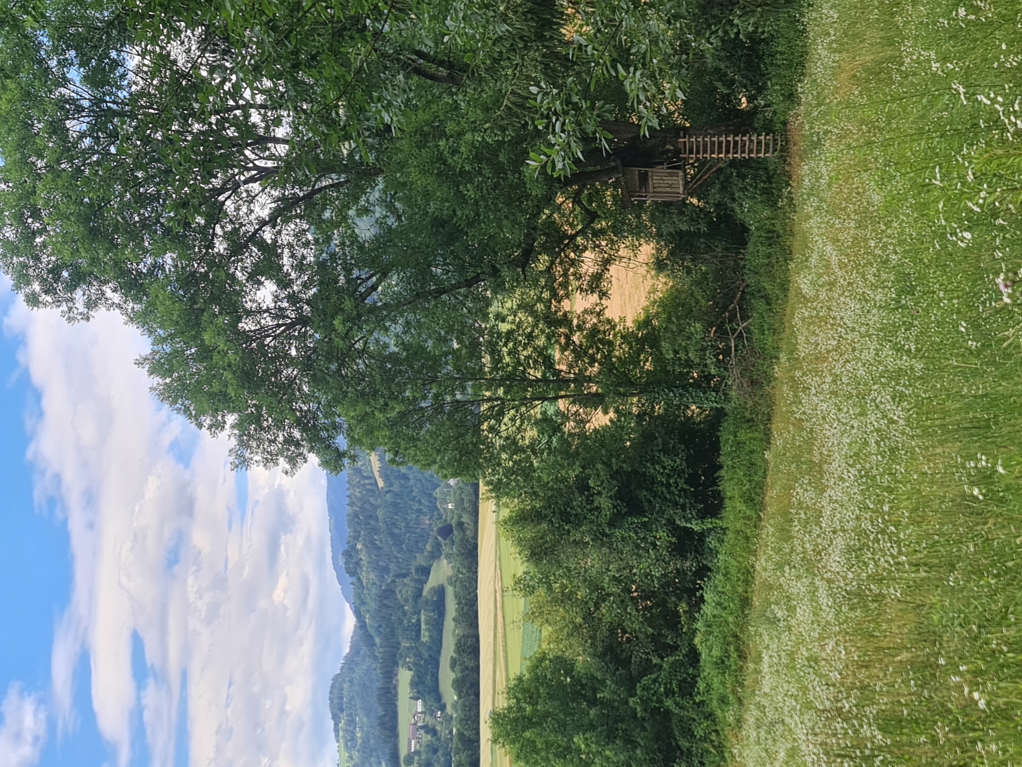 The image depicts a serene landscape in Feldkirchen in Kärnten, Austria, featuring rolling hills covered in lush green trees and fields. In the foreground, a meadow is dotted with small white wildflowers. A large, mature tree stands prominently to the right of the frame, with a wooden treehouse built into its branches, accessible by a wooden ladder. Beyond the meadow, agricultural fields with varying shades of green and yellow stretch towards a line of dense trees. In the distance, further hills are visible, some covered with forests and others with scattered houses, indicating a rural setting. The sky above is a mix of blue with scattered white clouds, suggesting a partly cloudy day. There are no people or animals visible in the scene.