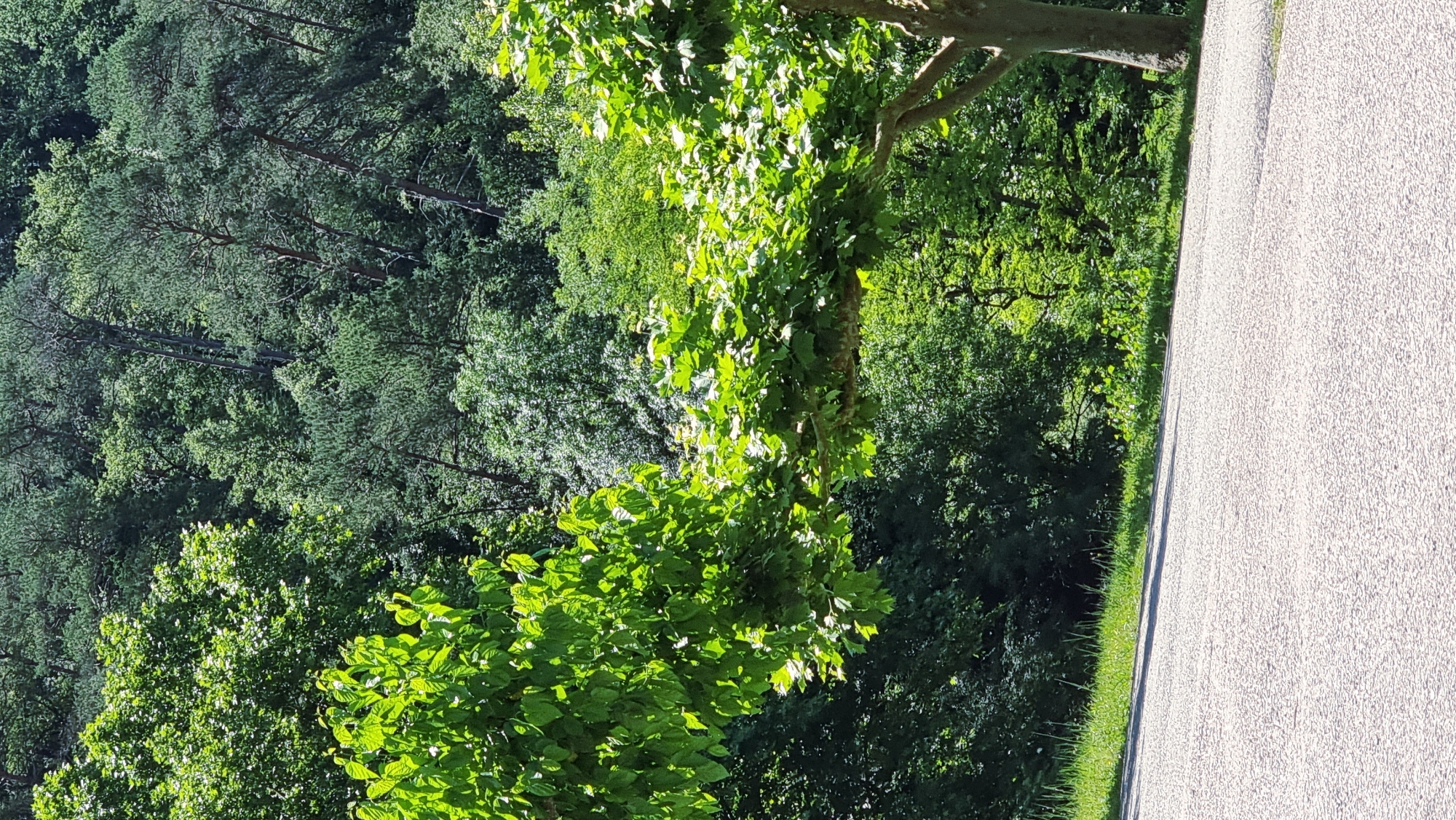 A horizontal, low-angle full shot captures a sun-dappled treeline and pathway. In the foreground, a textured grey paved pathway leads away from the viewer, dappled with shadows. A narrow strip of green grass and vegetation runs along the left edge of the pathway. Dominating the middle ground are the branches of two trees, their leaves a vibrant green, catching the sunlight. One tree on the left is mostly obscured by foliage, while the other on the right is more visible with a thick trunk and branch structure. The background is a dense, layered forest of various shades of green, with pine trees interspersed among deciduous trees, suggesting a natural park or wooded area. The overall impression is one of a bright, sunlit day in a lush natural setting. The location is identified as Montagut i Oix, Spain.