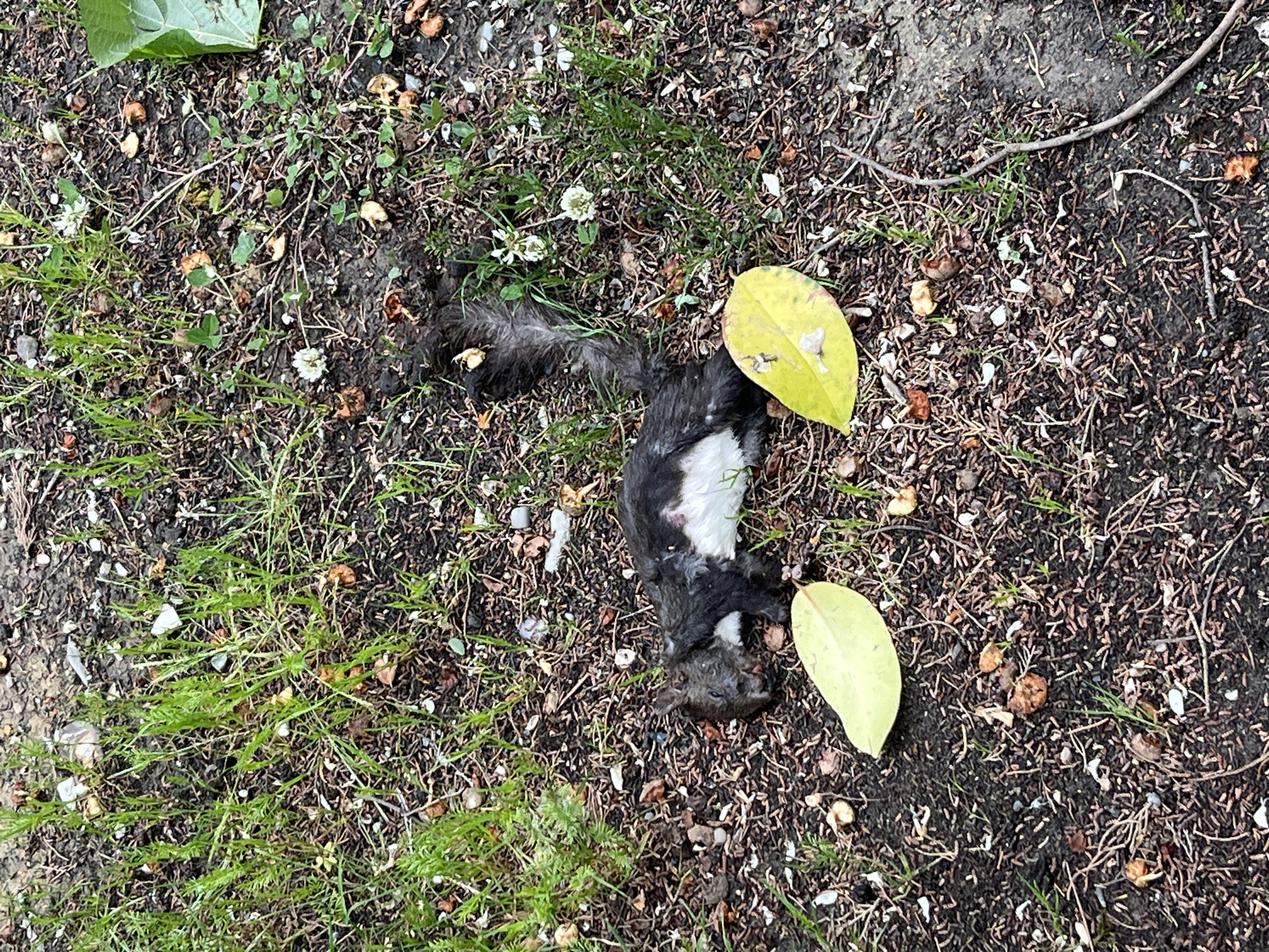 A dead squirrel lies on the ground covered by leaves, grass, and dirt in an outdoor environment. The squirrel is black and white in color. The location of this image is in the city of Sochi, Russia.