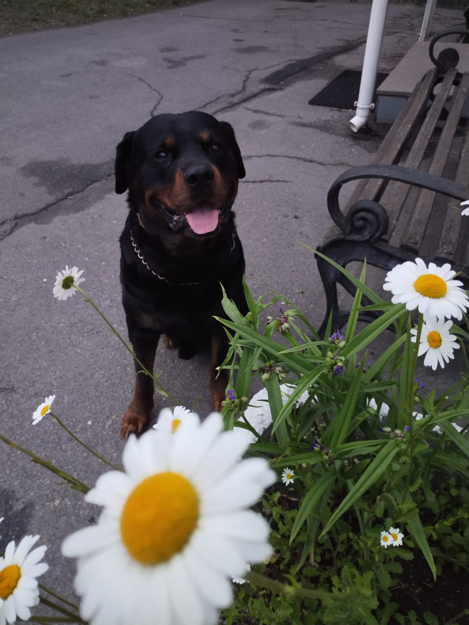An outdoor scene in Horishni Plavni, Ukraine, features a black and tan Rottweiler dog sitting on asphalt pavement. The dog is positioned in the upper-middle left of the frame, facing forward with its mouth slightly open and tongue visible. It wears a metallic chain collar. The pavement, dark gray with visible cracks, extends from the foreground to the background. In the foreground and mid-ground, multiple white daisies with prominent yellow centers are present; the largest daisy in the immediate foreground is out of focus, creating a shallow depth of field. To the right, a planting bed contains green leafy plants with small purple flower buds and smaller white flowers. Behind these plants and to the right of the dog, a wooden park bench with black ornate metal armrests is partially visible. Further in the upper right background, a white vertical downspout with an angled elbow attachment is affixed to an unseen structure, and a dark rectangular mat lies on the pavement near its base. The overall lighting suggests an overcast day or dusk conditions.