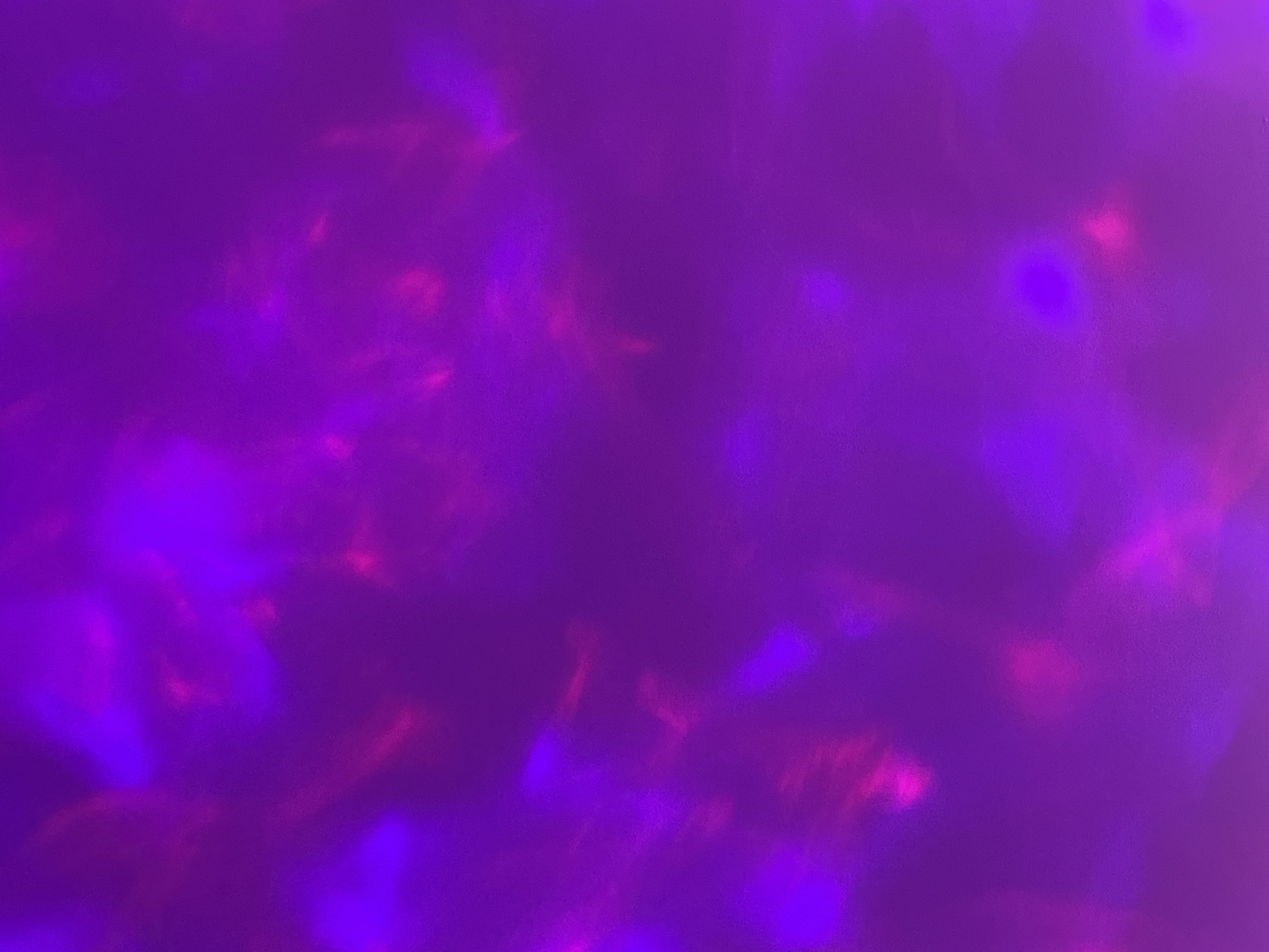 The image displays an abstract composition dominated by various shades of purple, ranging from deep violet to magenta and bright fuchsia. It features multiple blurred, amorphous glows and streaks of light, suggesting an out-of-focus photograph of illuminated sources. These light effects create soft transitions and patches of more intense color, with some areas appearing as diffuse pools of light while others form elongated, indistinct shapes. There are no discernible specific subjects, objects, people, or actions visible within the frame. The environment cannot be identified, and there are no visual cues to indicate a location within the city of Saint Petersburg, Russia, or any other specific geographic area. The scene is purely abstract light and color.