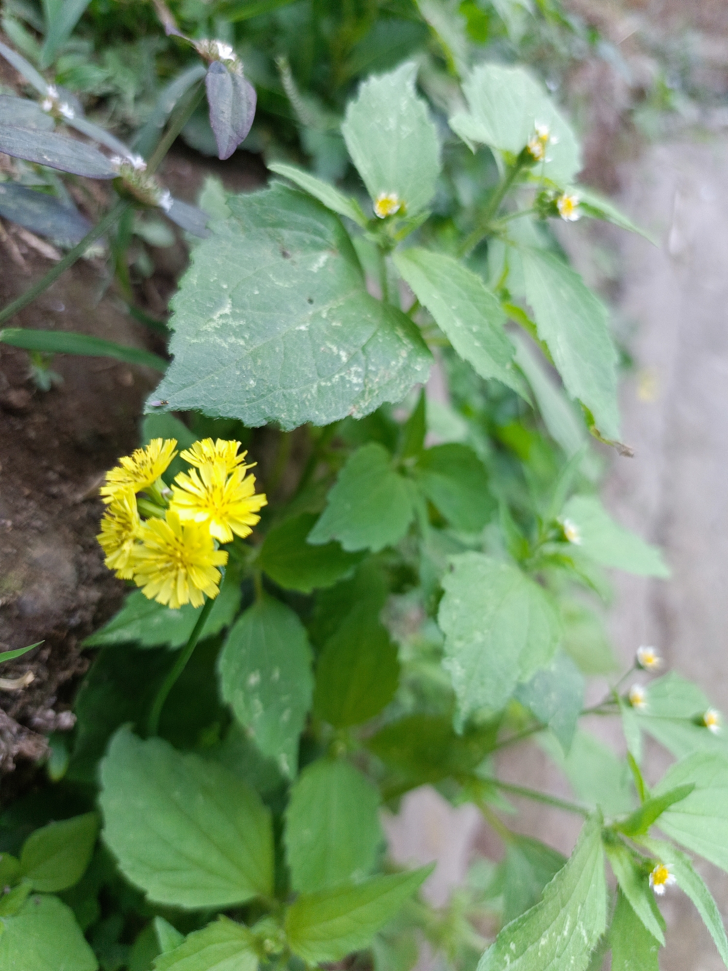A cluster of bright yellow wildflowers is in focus on the left side of the frame, nestled amongst lush green foliage. The flowers have delicate, ray-like petals radiating from a central disk. Several small, white wildflowers with yellow centers are scattered throughout the background, appearing as soft blurs. The ground beneath the plants appears to be dark soil. The scene suggests a natural, uncultivated area, possibly a garden or a patch of wild growth within the city of Margajaya, Indonesia. The lighting suggests it is daytime, with soft, natural light illuminating the plants.