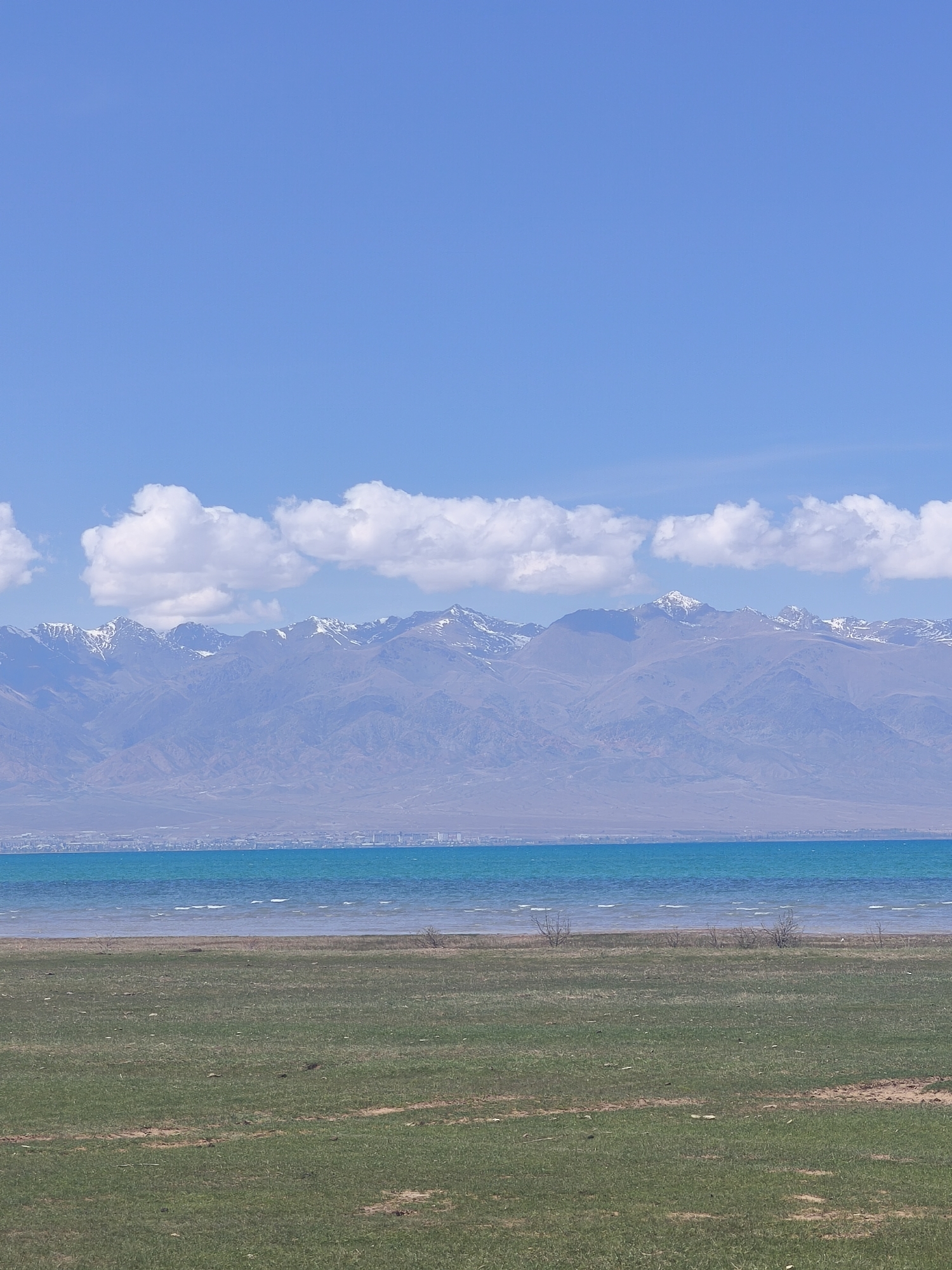 The image presents a panoramic landscape, likely near Balykchy, Kyrgyzstan, showcasing a lake, mountains, and a grassy foreground under a clear sky.
In the immediate foreground, a wide expanse of green and brown grassy terrain stretches horizontally, appearing somewhat dry in patches. A few small, bare shrubs are scattered along the edge closest to the water.
The midground features a large body of water, presumably a lake, displaying striking turquoise and blue hues. Gentle ripples or small waves are visible on the surface, indicating movement.
Beyond the lake, a narrow strip of land reveals a distant town or city, characterized by a cluster of buildings that appear small and indistinct from this vantage point.
The background is dominated by a long range of mountains, several peaks of which are capped with snow. The mountains show varying shades of blue and purple due to atmospheric perspective.
The upper half of the image is filled with a bright, clear blue sky. A horizontal band of fluffy white cumulus clouds extends across the sky, positioned just above the mountain range.
The scene depicts a sunny day, likely mid-morning or afternoon. There are no people or discernible activities taking place. No visible text is present in the image.