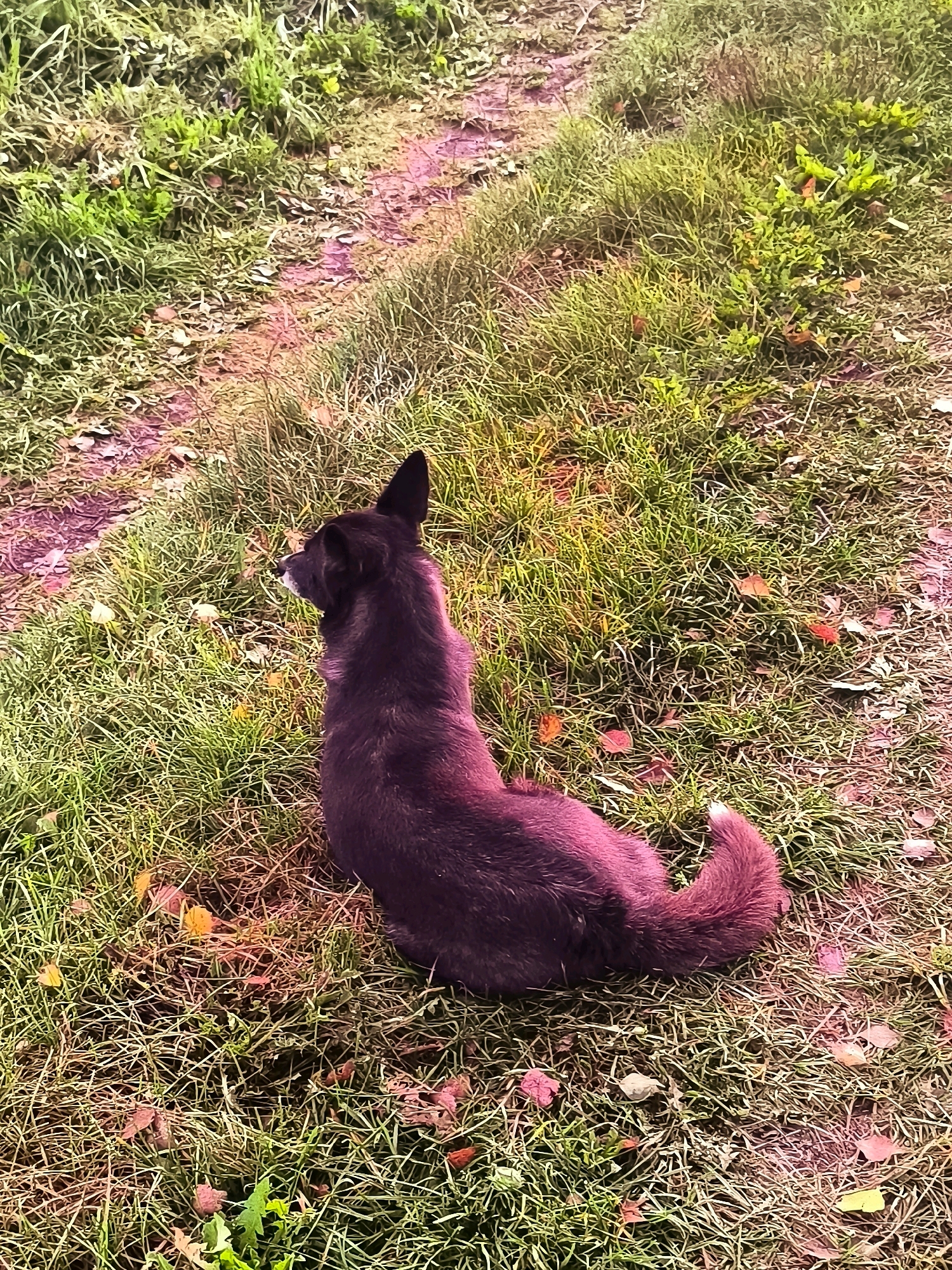 A dark-furred dog sits on a patch of grass with scattered autumn leaves and a dirt path in the background. The dog is facing away from the camera, looking to its left. The environment appears to be a rural area in the city of Tarnowski Sel’ski Sovet, Belarus.