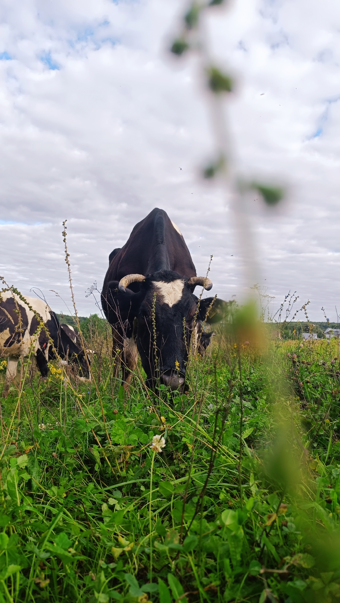 A low-angle, vertical, full-body, outdoor shot shows two black and white dairy cows in a green pasture under a cloudy sky. The cow in the foreground, facing the camera, has a white blaze on its forehead and short, curved horns. It is eating grass. Another cow, partially visible to the left, also black and white, is grazing. The pasture is filled with lush green grass, wildflowers, and thin, dry stalks of vegetation. In the background, a distant, blurry treeline and a few buildings are visible. The overall impression is a pastoral scene in a rural setting. The image location is identified as Karsha, Russia.