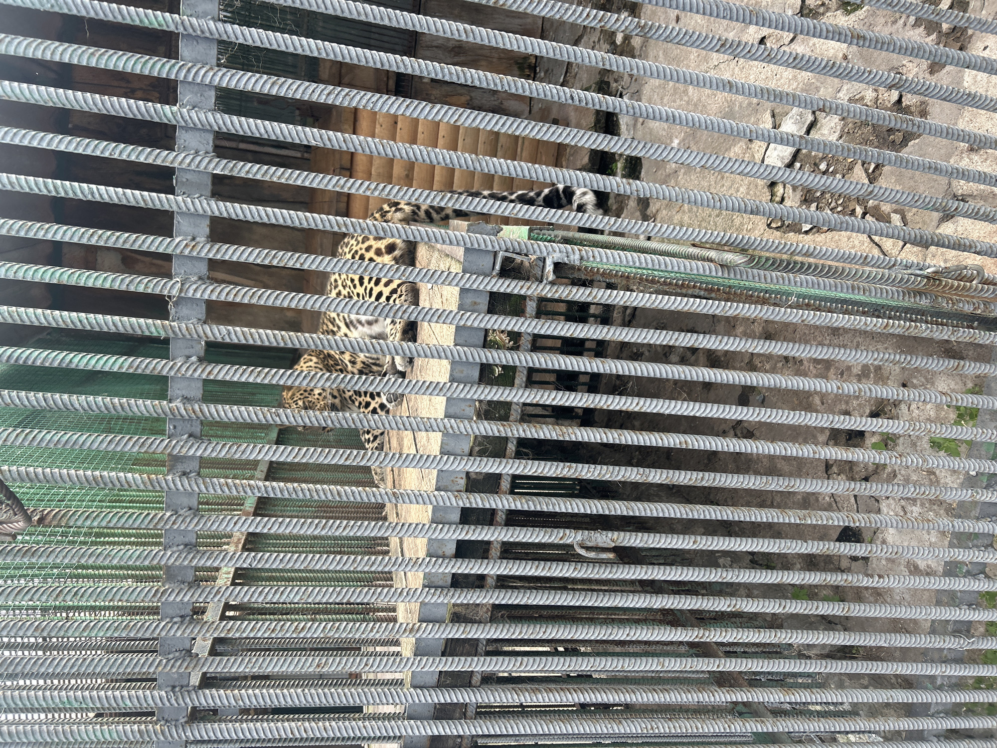 An adult leopard is visible behind a cage made of rebar, lying on a raised wooden platform in an enclosure at the Bolsherechye Zoo in Bolsherechye, Russia. The leopard is facing left, with its body partially obscured by the bars. Its spotted fur pattern is clearly visible. The enclosure floor is made of concrete and appears somewhat rough. The background consists of wooden structures and a green mesh or tarp. The overall scene depicts an animal in captivity.