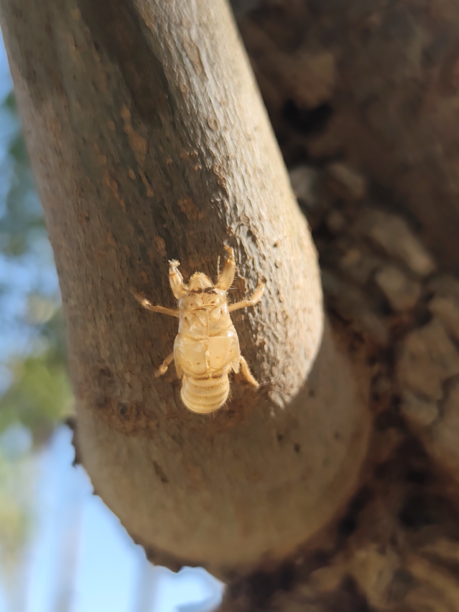 A close-up, low-angle shot captures a shed cicada exoskeleton attached to the textured bark of a tree. The exoskeleton, a pale, translucent yellow, exhibits detailed segmentation of its body, including its legs and antennae. The tree bark is rough and brown, with lighter patches and visible wood grain. The background is softly blurred, showing hints of green foliage against a bright blue sky, suggesting an outdoor environment. The image's focus is sharp on the cicada shell, with the surrounding elements out of focus. The location is Pla Parcial Platja, Spain.