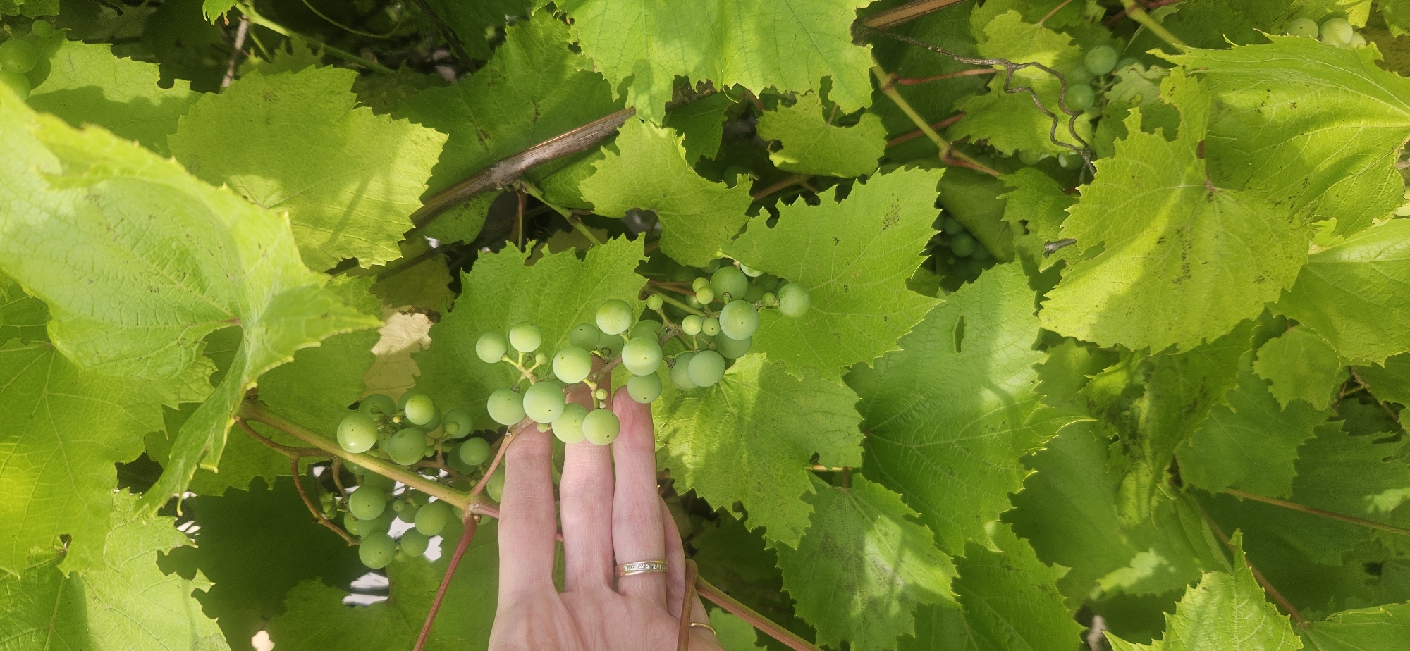 The image shows a close-up of a hand reaching towards a cluster of small, green grapes growing on a vine. The hand, adorned with rings, is positioned to the left of the grapes, with fingers gently touching the stem. The background is filled with lush, green grape leaves, some of which are partially illuminated by sunlight, creating a dappled effect. The overall impression is one of nature's bounty and a serene moment in a vineyard. The image does not contain information about its location in Vitsebsk, Belarus, or any specific forensic details.