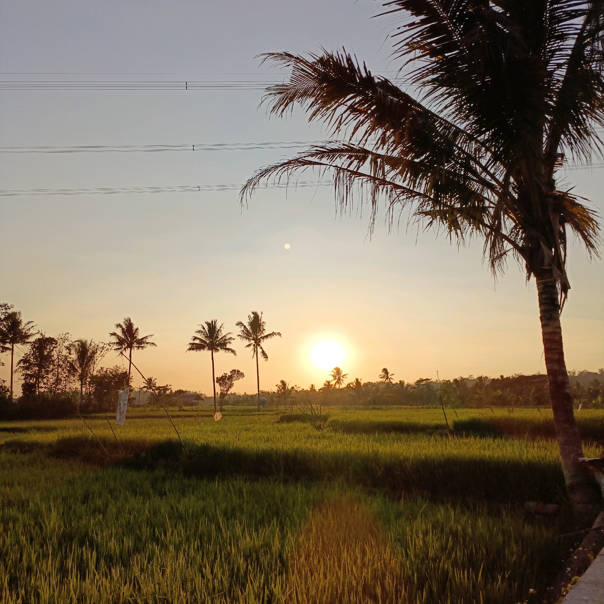 The image captures a serene sunset over a lush green rice paddy in Salatiga, Indonesia. In the foreground, a tall palm tree stands prominently on the right side of the frame, its fronds silhouetted against the warm, orange-hued sky. The rice field stretches out into the mid-ground, with rows of vibrant green rice stalks bathed in the golden light of the setting sun. In the distance, a line of trees and smaller palm trees creates a natural horizon, dotted with a few small structures, possibly farm buildings or houses. Power lines are visible in the upper portion of the sky, stretching horizontally across the frame. The sun, a bright orb, is low on the horizon, casting long shadows across the field and creating a tranquil, peaceful atmosphere. The overall impression is one of natural beauty and rural tranquility.
