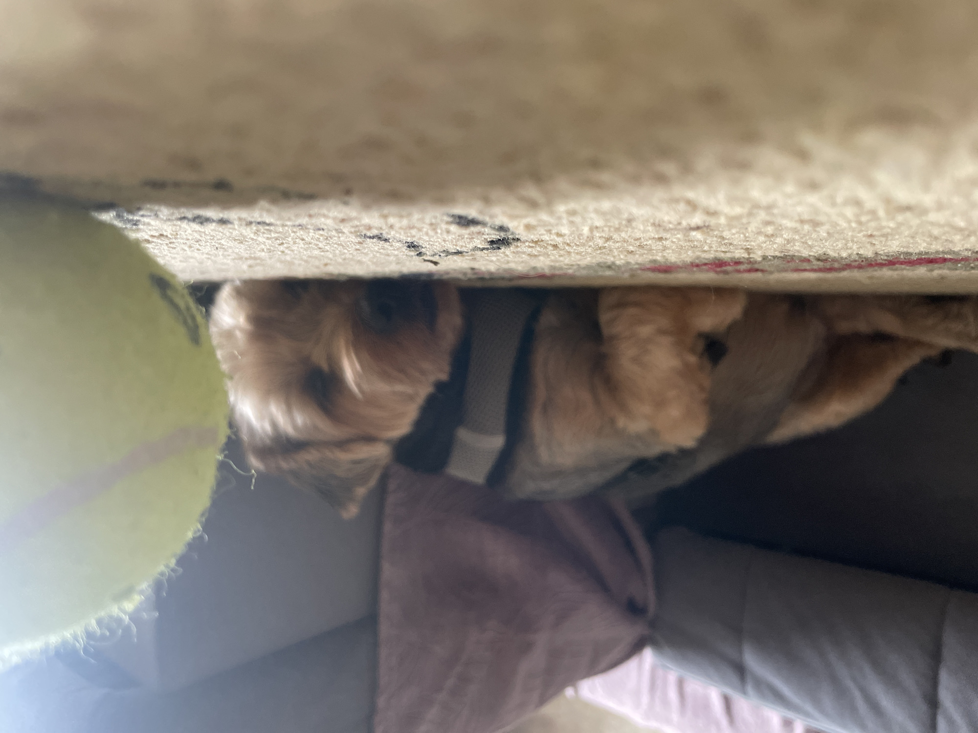 In an indoor environment, possibly a living room, a small dog with brown and tan fur is sleeping on a carpeted floor. The dog is lying on its side with its head resting on the floor. It appears to be wearing a harness or collar with a grey stripe. To the right of the dog, a bright green tennis ball is visible, partially out of focus. In the background, a sofa or couch with a grey cushion and a pink throw blanket is present. The lighting suggests it is daytime, with sunlight casting shadows and creating a bright glare on the tennis ball. The perspective is low to the ground, as if from the dog's eye level.