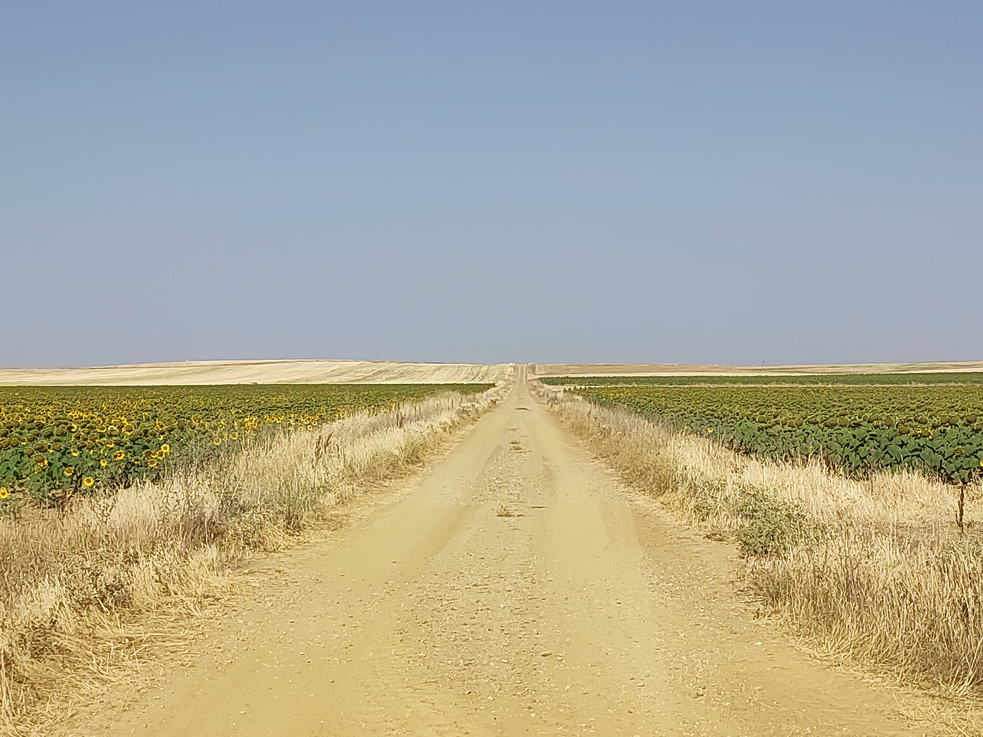 A wide, dusty dirt road stretches into the distance, bordered by vast fields of sunflowers. The sky above is a clear, pale blue. The sunflowers are in various stages of bloom, with many facing the sun. The fields are dense and extend as far as the eye can see, meeting the horizon where the sky meets the land. Dry, golden grasses and weeds grow along the edges of the road. The overall impression is one of rural emptiness and agricultural expanse under a bright sky. This scene is located in Autillo de Campos, Spain.