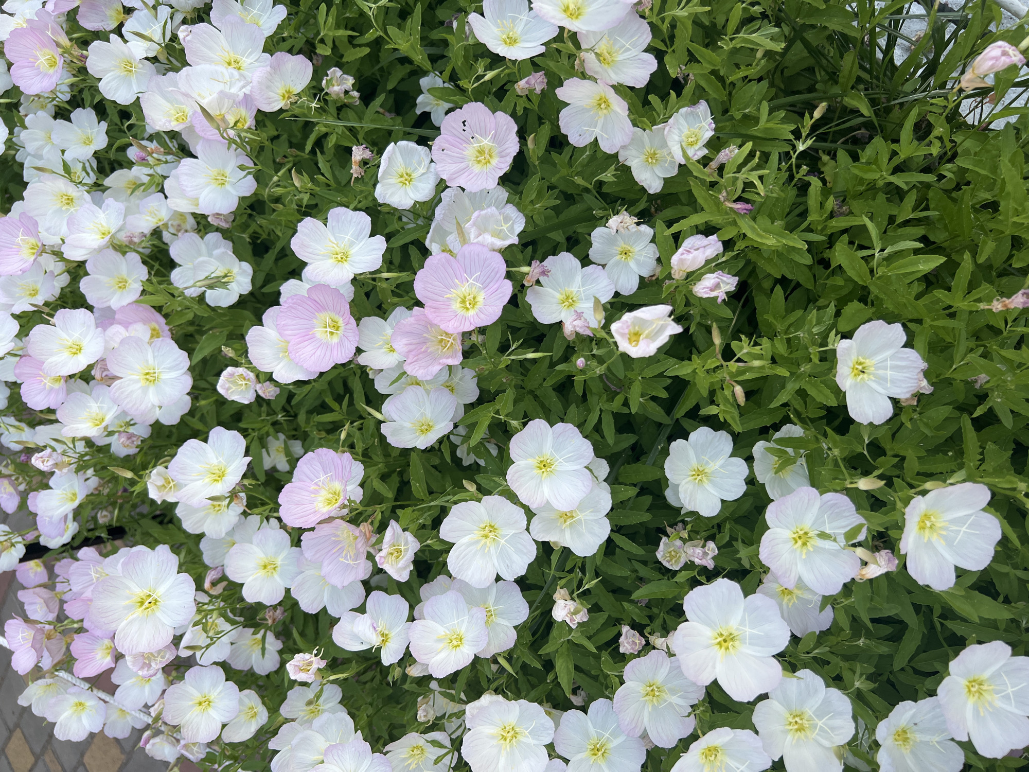 This media file is a close-up, overhead shot of a dense bed of pink and white evening primrose flowers. The flowers are the primary subject, with some showing soft pink edges that fade to white towards the center, while others are predominantly white with delicate yellow centers. The petals are broad and slightly ruffled, with visible darker veins.
The flowers are interspersed with lush green foliage, creating a vibrant natural scene. The leaves are elongated and somewhat serrated, typical of flowering plants. The overall impression is one of abundant bloom and natural beauty.
The setting appears to be outdoors, with hints of a textured surface, possibly paving stones, visible at the bottom left corner, suggesting a garden or walkway. There are no people or any specific objects other than the plants themselves. The lighting suggests it is daytime, with soft light illuminating the flowers and foliage, creating gentle shadows and highlighting the delicate textures. There is no visible text in the image. The location context provided is Zatoka, Ukraine, which aligns with a natural outdoor setting where such flowers might be found.