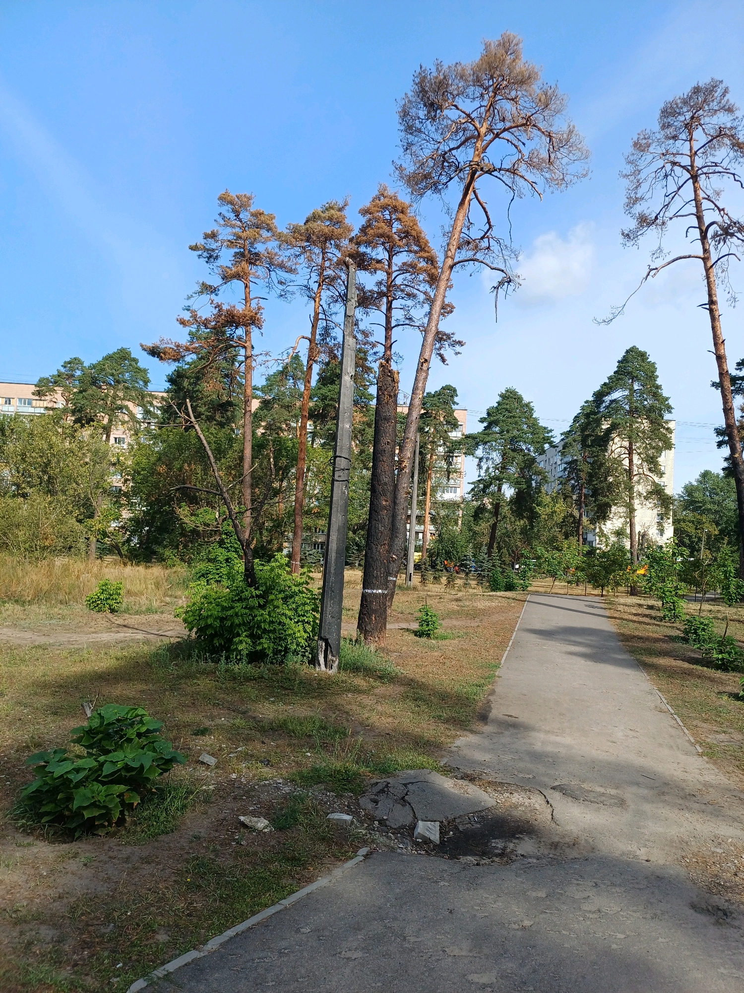 The image depicts a park pathway in Kyiv, Ukraine, on a clear day. The pathway, made of concrete, is in moderate condition, with some cracks and patches visible. It is flanked by dry grass and sparse trees, with a cluster of green bushes on the left side. Several tall, mature pine trees are scattered throughout the scene, some appearing dry or damaged. In the background, residential buildings rise above the trees, characteristic of urban landscapes in Kyiv. A utility pole stands near the center of the image. The overall impression is of a somewhat neglected urban green space.