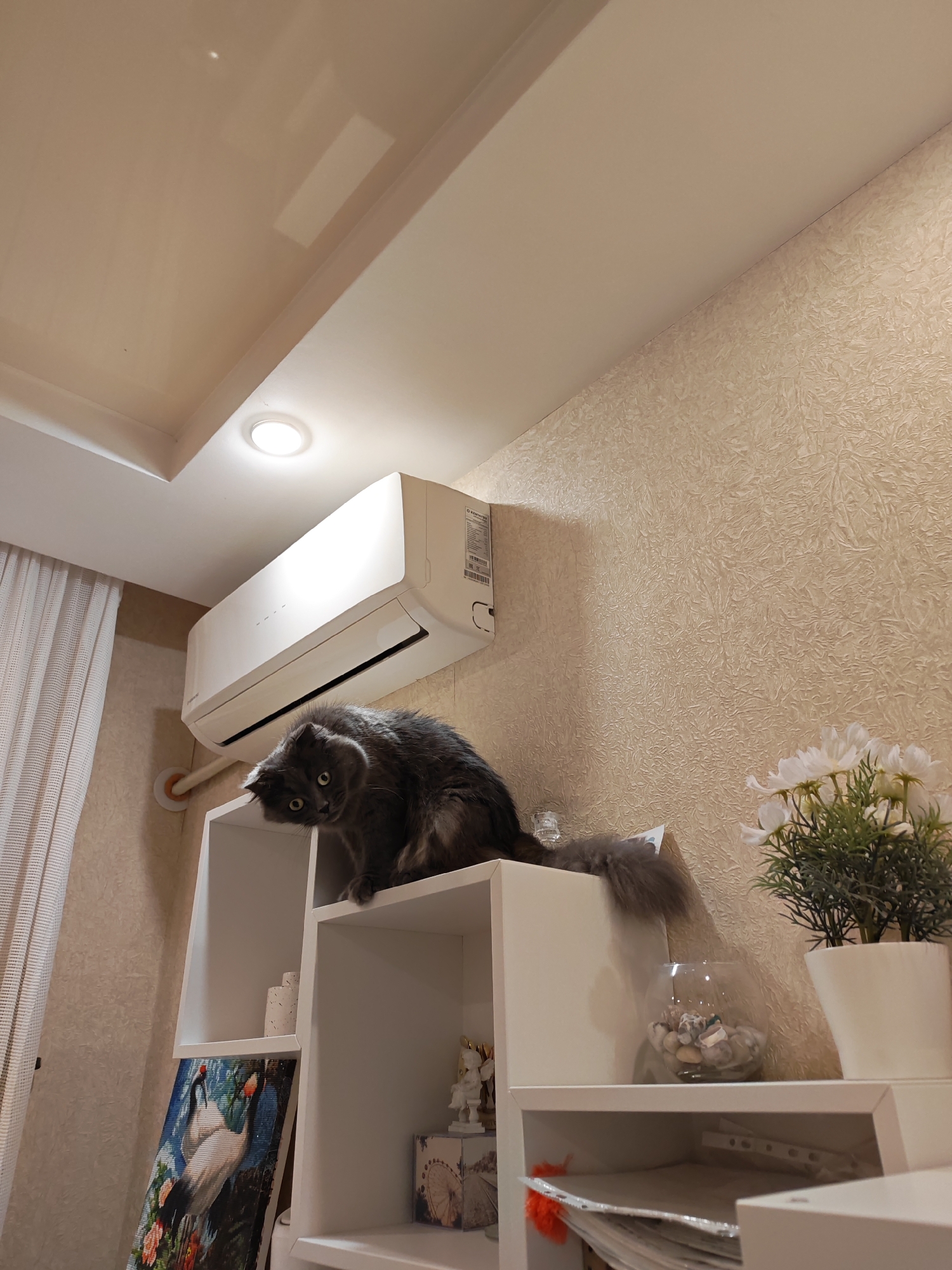 A gray cat is perched on top of a white shelving unit, looking downwards with wide eyes. Above the cat, a white air conditioner is mounted on a wall with textured wallpaper. The ceiling is white and features a recessed light. To the left, a white curtain is visible. On the shelving unit, there are various decorative items, including a diamond painting of cranes, small figurines, a glass bowl filled with stones, and a potted plant with white flowers. The scene appears to be indoors, likely in a residential setting in Bataysk, Russia.
