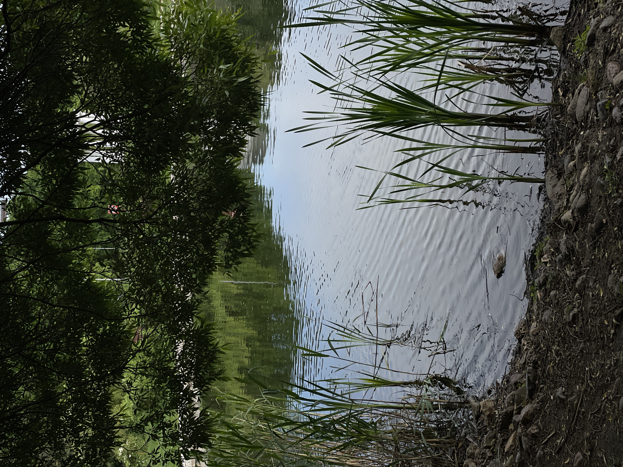 The image depicts a water body, possibly a lake or pond, with the edge of the water meeting a bank composed of soil and small rocks. Patches of vegetation, including tall grasses and reeds, grow along the water's edge. On the left side of the image, a tree with dense foliage overhangs the water. The water surface reflects the sky and surrounding trees, creating a mirrored effect. The ripples in the water suggest a gentle breeze or some other disturbance. The general location is in Khimki, Russia.