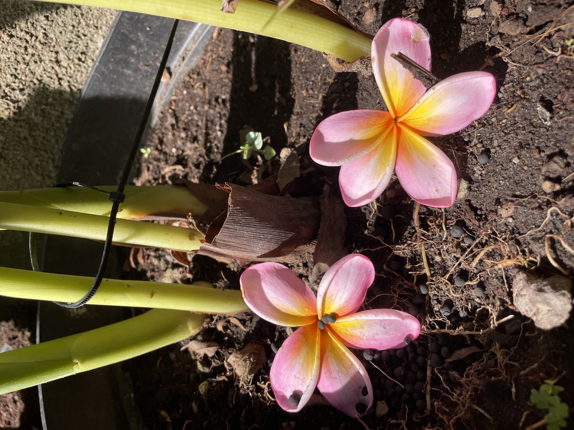 Two vibrant pink and yellow frangipani (plumeria) flowers lie on dark, earthy soil, illuminated by direct sunlight. The upper flower features a small, dark stick-like object on one of its petals. The lower flower has several small, black, pellet-like objects both within its petals and scattered on the surrounding soil, suggesting the presence of fertilizer or a similar granular material.
Several thick, light green plant stems extend across the left side of the frame, with a black plastic zip tie fastened around one of them. Partially visible in the background are the dark edge of a container or planter and a textured, lighter-colored wall. The soil is interspersed with small roots and dry plant debris, and a tiny green sprout with two leaves emerges from the ground in the mid-left. Strong shadows and bright highlights indicate a sunny daytime setting, possibly in a garden or on a patio. No human activity or visible text is present.
