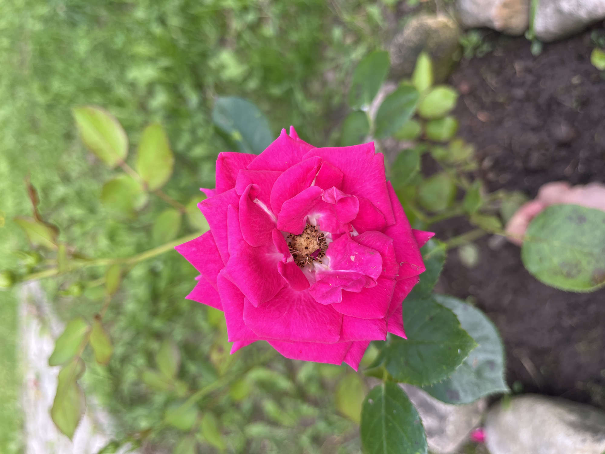 A close-up, top-down shot captures a bright magenta rose in full bloom, its petals sharp and defined against a blurred background of green grass and soil. The center of the rose reveals a cluster of stamens. Green leaves and a stem are visible below the flower. In the foreground, the soil is dotted with small stones, and a portion of a gray, oblong stone is visible on the left. A hand, holding a green leaf with dark spots, is partially visible at the bottom right. The scene is situated in the city of Yakushevo Domozerovskogo Sel'soveta, Russia.