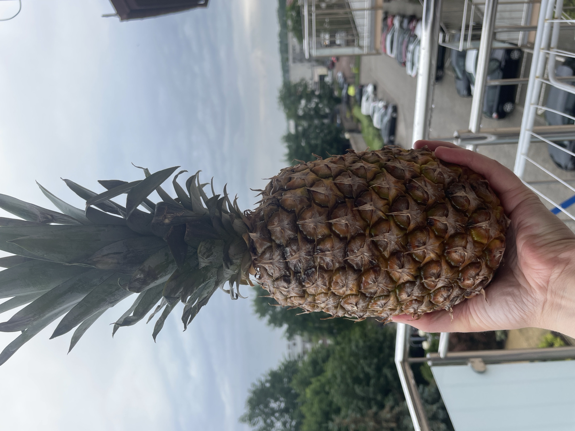 A person's hand holds a ripe pineapple with a spiky green crown against a cloudy sky. In the background, a row of cars is parked on a street, with trees and buildings visible beyond. The scene appears to be on a balcony or elevated walkway, indicated by the presence of a metal railing and glass partition.