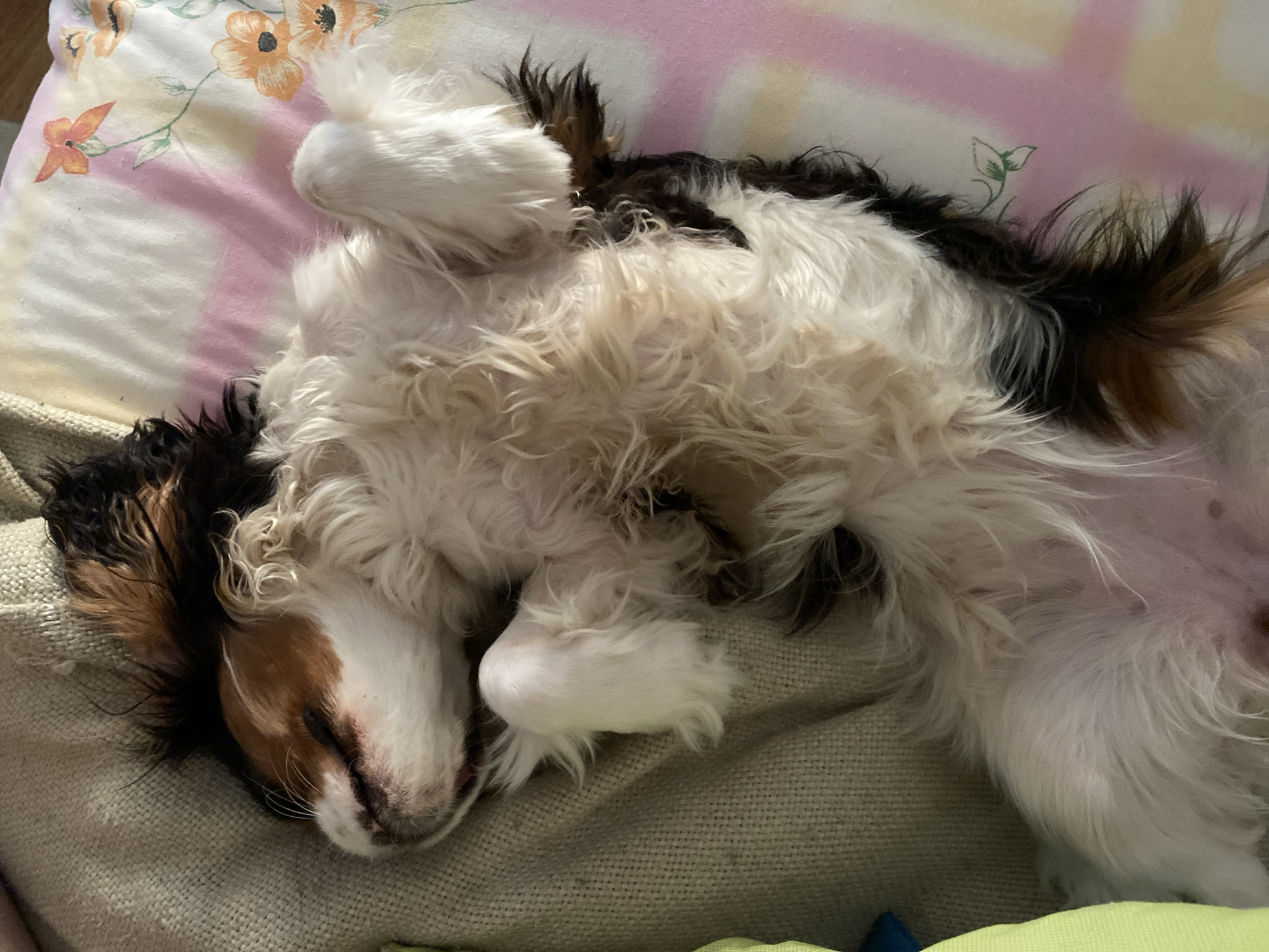 A Cavalier King Charles Spaniel is sleeping on its back on a bed. The dog has tricolor markings, with brown, white, and black fur. The bed has a floral-patterned pillow and a textured blanket. There is no information in the image that suggests the location is in the city of Votkinsk, Russia.