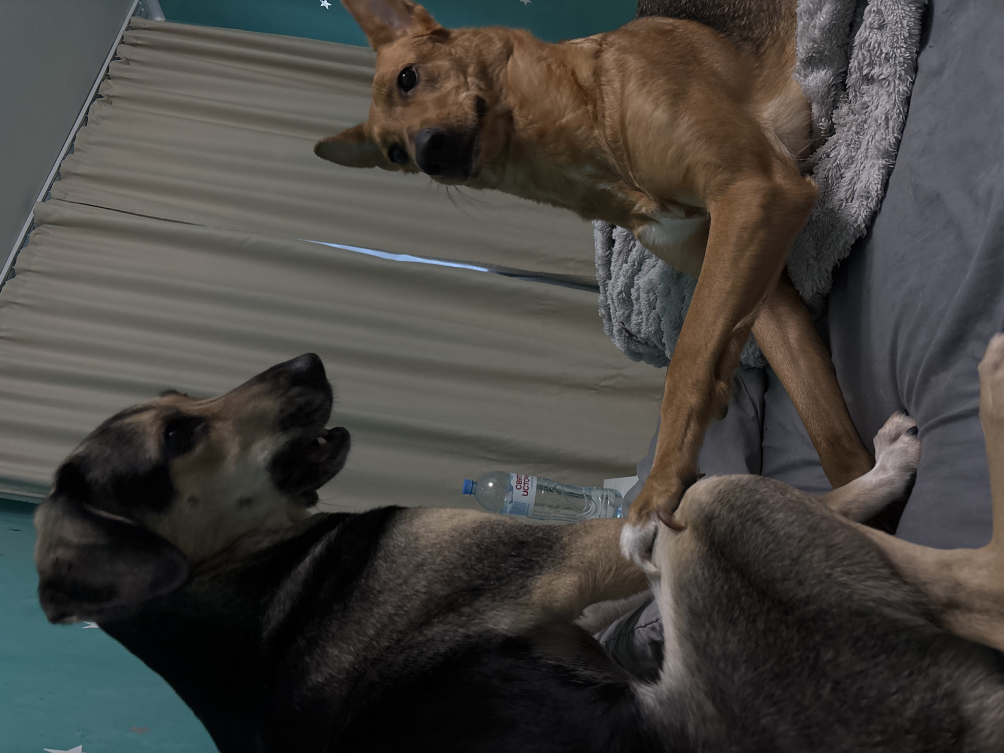 Two dogs are on a bed, with the dog in the foreground on the right appearing to offer its paw to the dog on the left, which is facing away from the camera. The dog on the left has dark brown and tan fur, and its mouth is open. The dog on the right has golden-brown fur and is looking towards the dog on the left. A bottle of water is on a surface behind the dog on the left, and a draped blanket is beneath the dog on the right. The background consists of beige curtains and a turquoise wall with star decorations. The scene is indoors, and there is no indication of the city of Saint Petersburg, Russia.