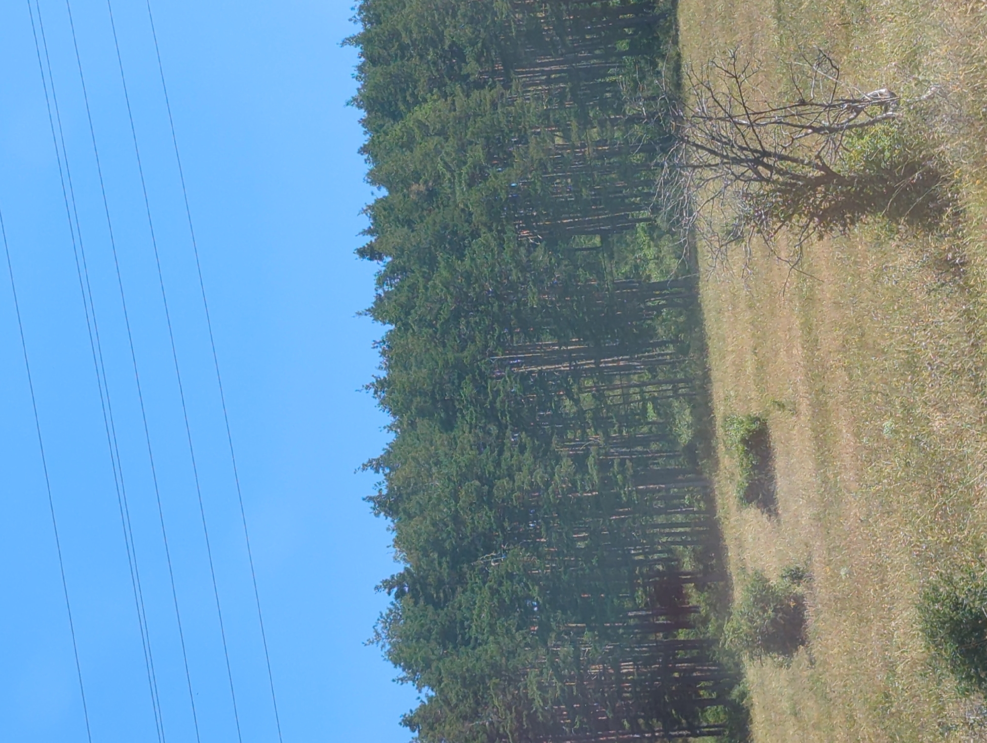 The image depicts a vast, dense forest of evergreen trees under a clear blue sky. Multiple power lines are strung horizontally across the upper portion of the frame. In the foreground, a dry, leafless tree stands amidst a field of tall, dry grass with scattered bushes. The scene appears to be a natural landscape, likely in a rural or park-like setting. Without further context, it's impossible to confirm a specific location within Vratsa, Bulgaria, though such a landscape is consistent with the surrounding natural environments of the city. There are no people or discernible human activity visible.