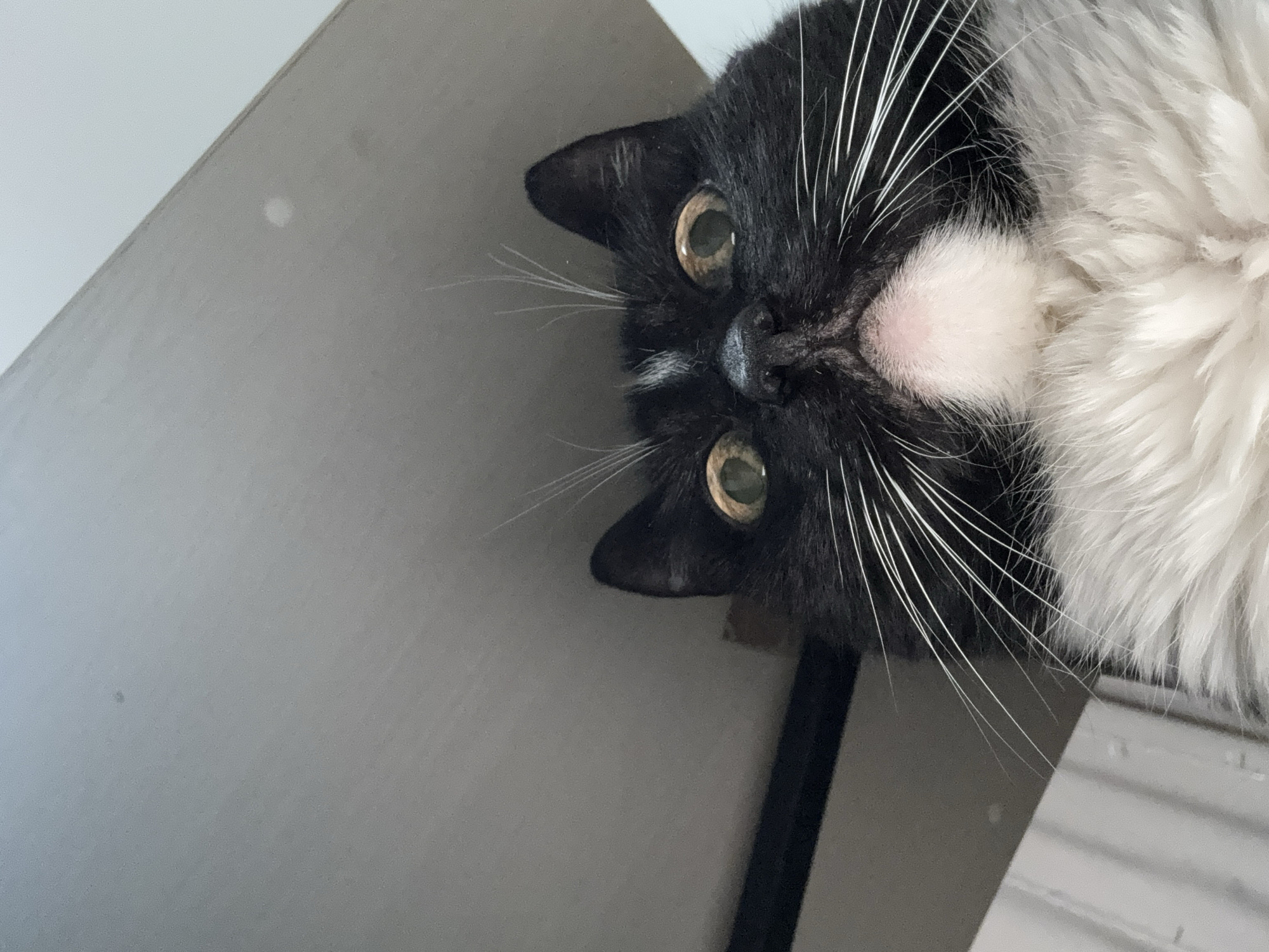 A black and white cat is upside down in the image. The cat's head is black with white whiskers, white fur on its chest, and yellowish-green eyes. The cat appears to be indoors, as part of a light gray wall is in the background. A dark object is present under the cat's head. The location is unspecified; there is no information to indicate Chaikovsky, Russia.