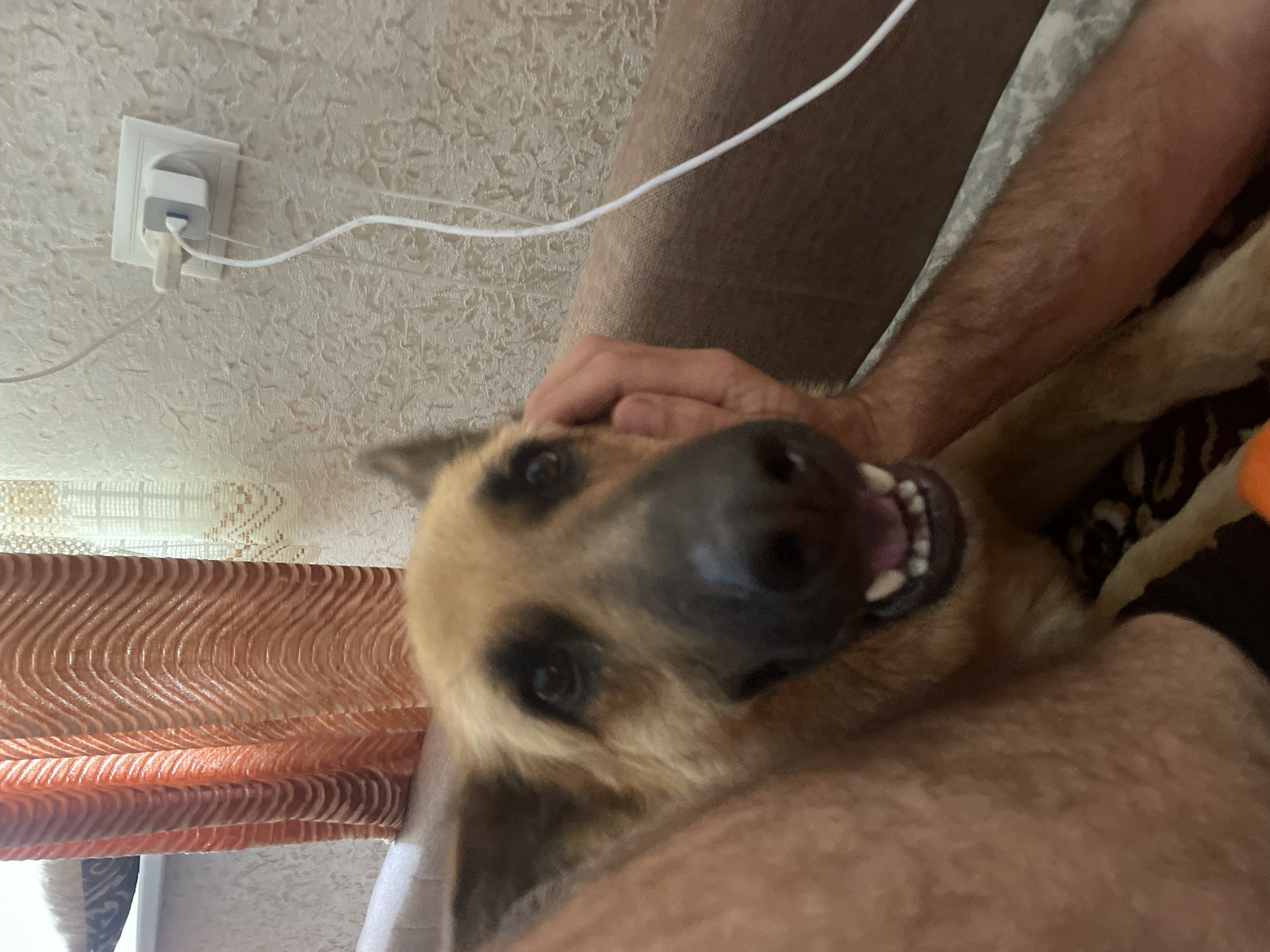 The image shows a German Shepherd dog being petted by a person's hand. The dog's head is close to the camera, and its mouth is open, revealing its teeth. The background includes a textured wall with an electrical outlet and charging cables, as well as a patterned curtain. The person's arm and leg are also visible. The scene appears to be indoors. There is no information in the image to indicate the location is Lazky, Ukraine.