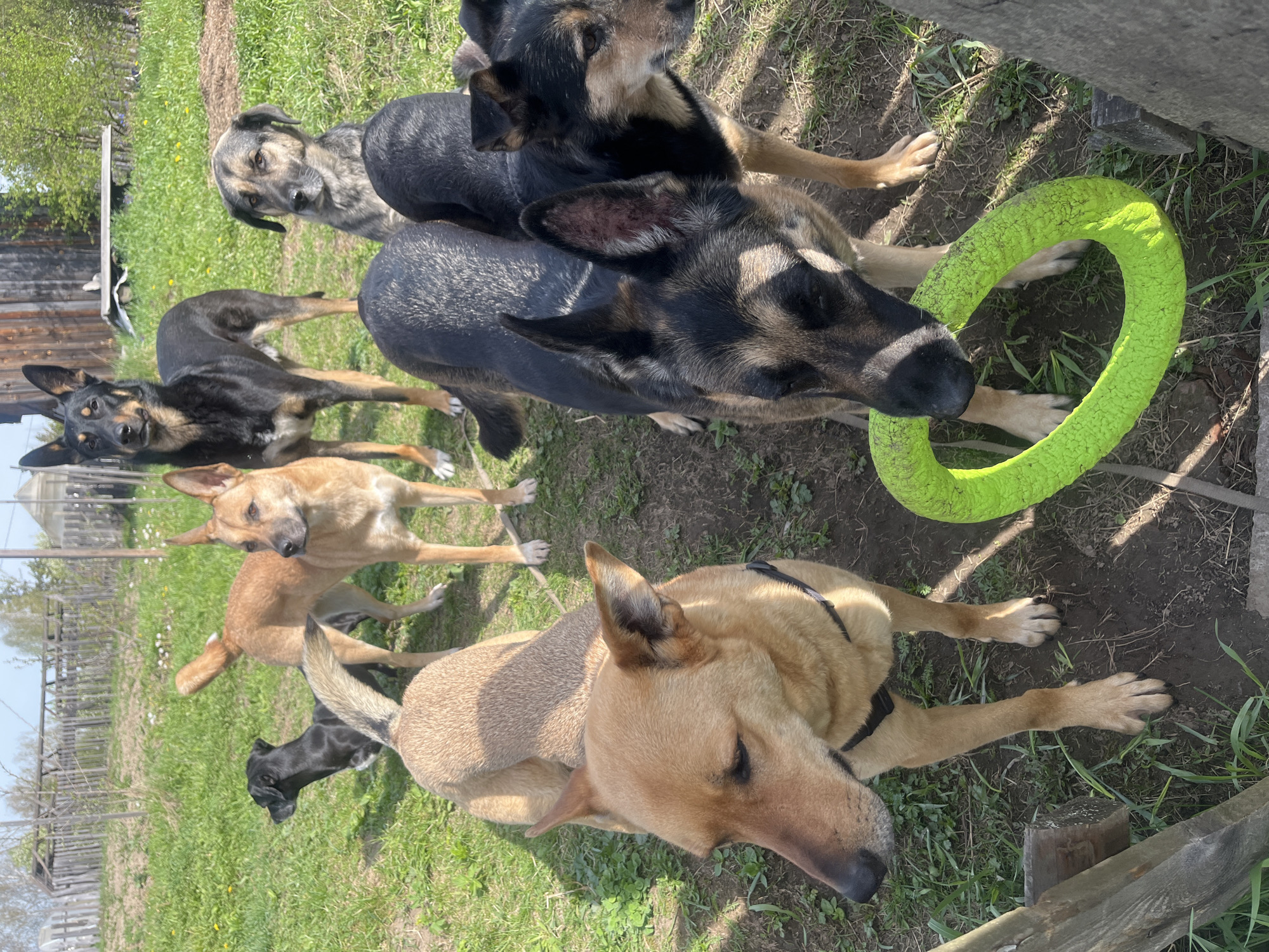 The image shows a group of dogs in an outdoor location. There are at least seven dogs visible, varying in color from tan to black and with mixed-breed characteristics. One dog is chewing on a bright green circular toy. The scene is grassy with some bare patches of earth. A weathered wooden structure is partially visible in the background. The location is Nizhny Tagil, Russia.