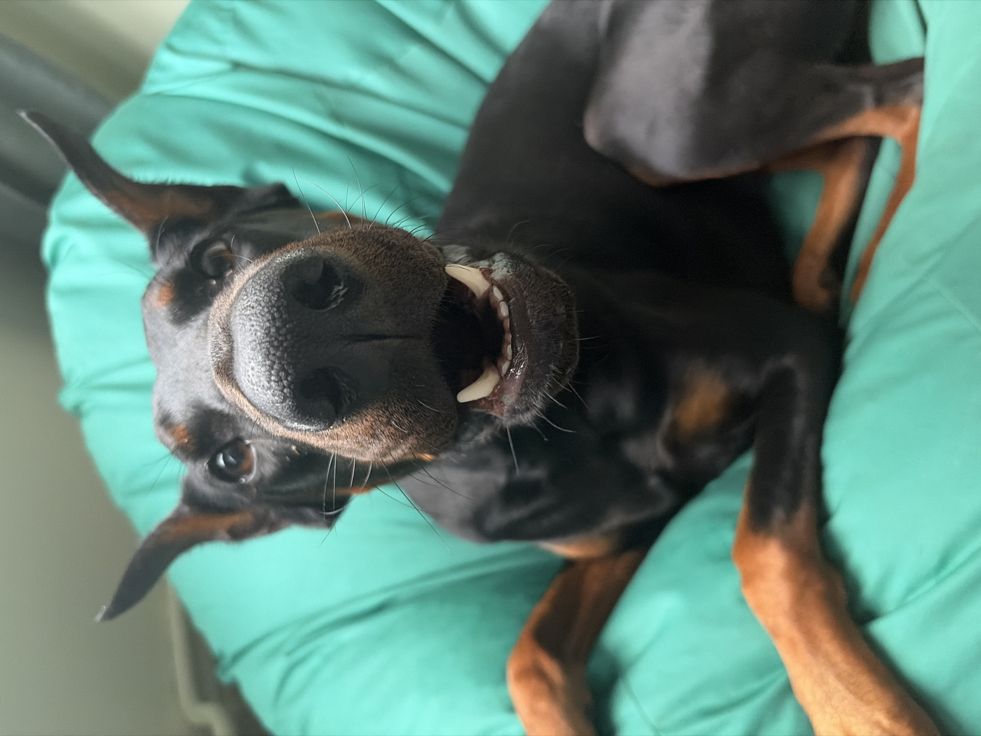 A black and tan Doberman Pinscher dog with cropped, erect ears is depicted in a close-up, frontal view, lying on a large, textured, teal-colored beanbag chair. The dog's muzzle is prominent in the foreground, with its mouth slightly open, revealing its upper incisors and canines. Its eyes are brown, and it appears to be looking directly forward. The dog's front paws and parts of its limbs are visible, showing its characteristic tan markings against the black fur. The background is a blurry, light-toned indoor wall or surface. No individuals or additional objects are discernible beyond the dog and the beanbag. The indoor environment suggests a residential or similar setting. No visual information within the image confirms a specific location in the city of Sofia, Bulgaria.