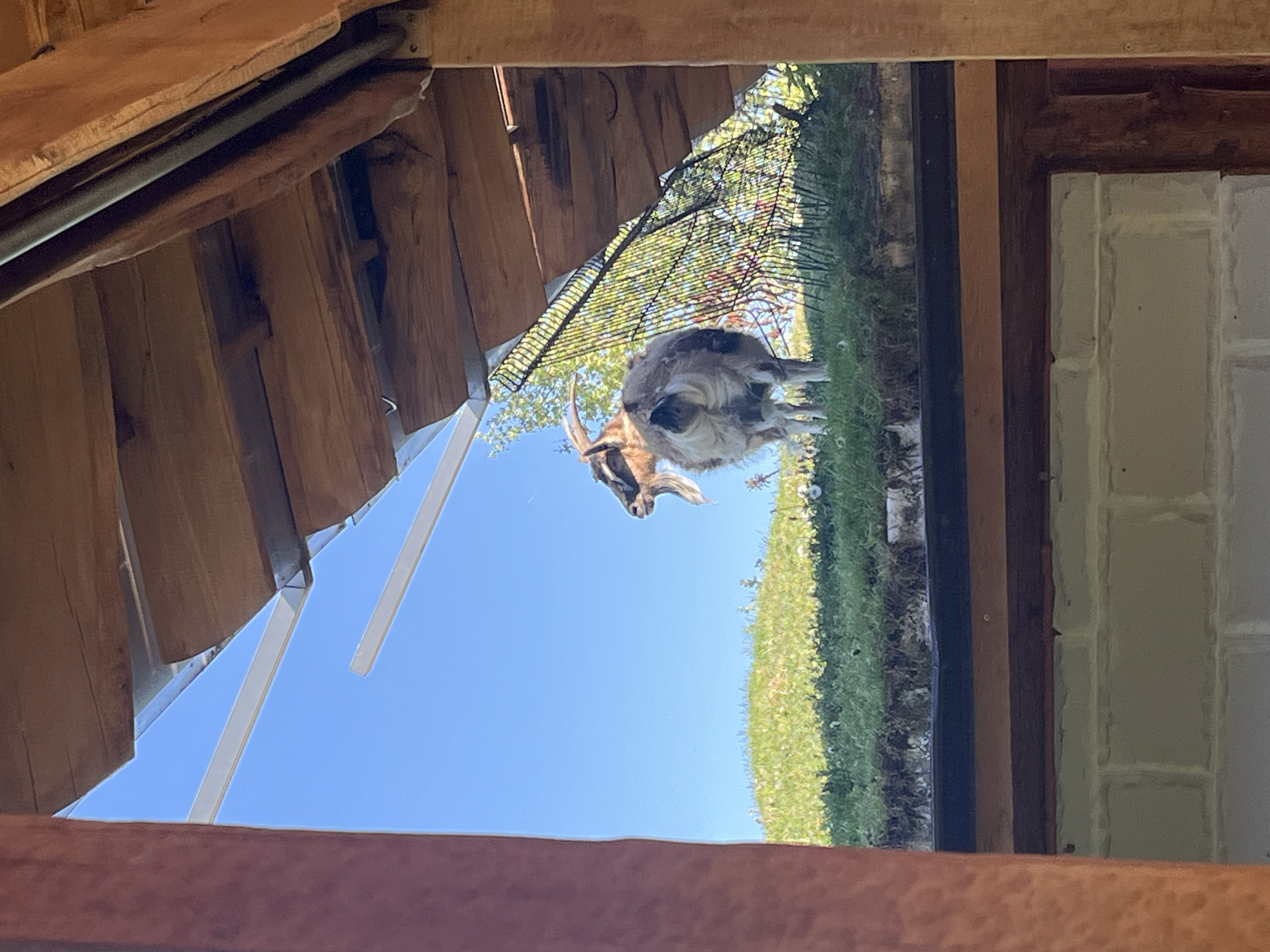 From an obscured viewpoint, a landscape scene is captured. A goat stands on green grass under a blue sky. The shot is framed by wooden structures, possibly parts of a building or enclosure. The location is Slokoshtitsa, Bulgaria.