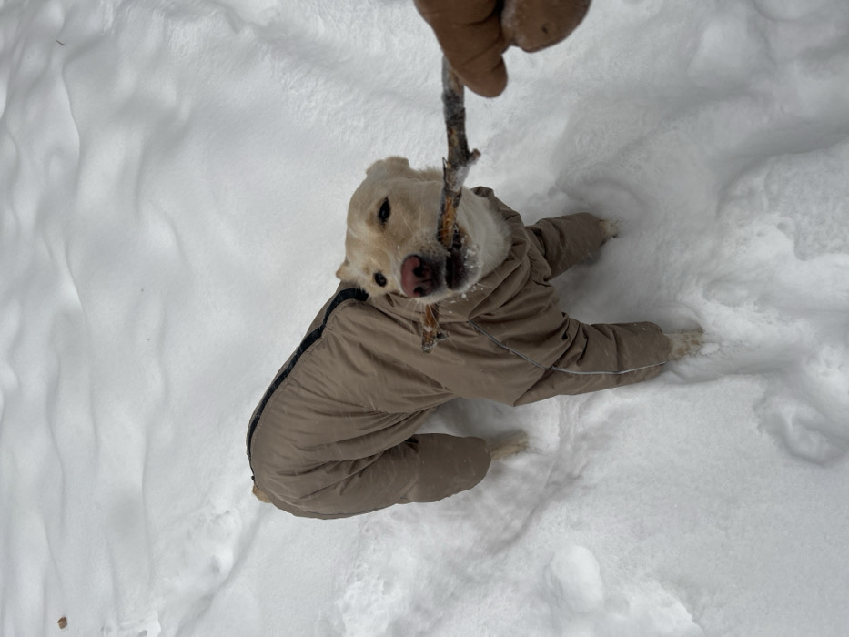 A dog in a tan snowsuit lies in the snow, chewing on a stick held by a hand. The dog is mostly white with a pink nose. Snow covers the ground, forming drifts and footprints around the dog. The snowsuit zips up the back. The stick is thin and brown. The perspective is high, looking down on the scene.