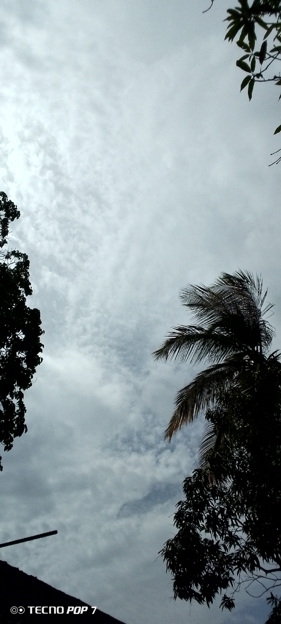 The image is a vertical, outdoor, low-angle shot of a cloudy sky with silhouetted trees in the foreground. On the left, a large, dark tree with dense foliage occupies the left edge of the frame. On the right, a portion of a palm tree with its fronds blowing in the wind is visible, along with another tree with dark leaves in the lower right quadrant. The sky is filled with scattered white and grey clouds, creating a somewhat overcast or moody atmosphere. At the bottom left corner, a dark line extends from the roof of a structure, and the text "TECNO POP 7" is visible as a watermark. The scene appears to be set in Altagracia, Venezuela, though no specific landmarks or identifying features of the city are visible. There are no people or animals in the frame, and no discernible actions or interactions are occurring. The overall impression is one of a natural outdoor scene under a cloudy sky.