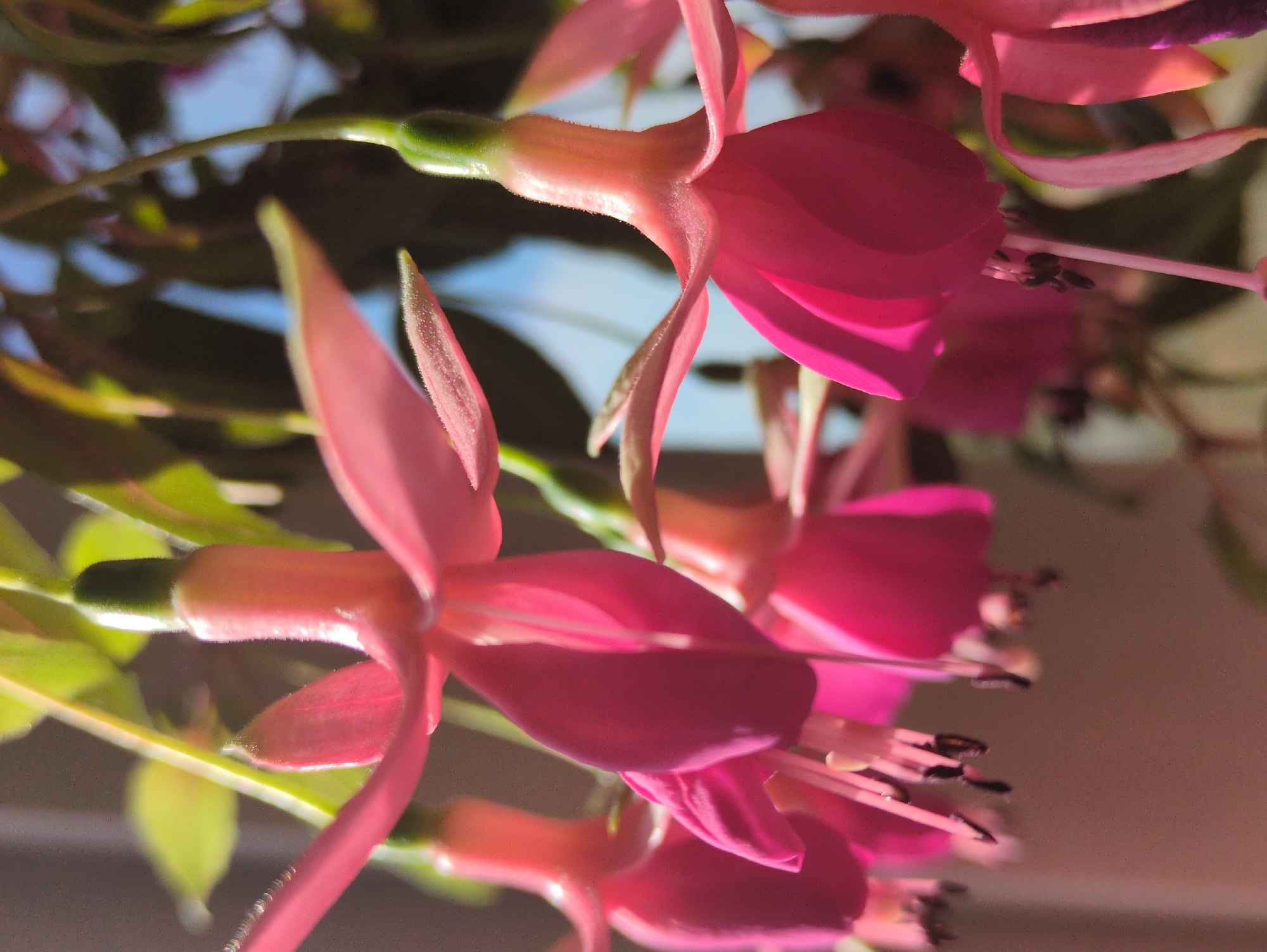 This is a close-up, high-angle, outdoor photograph of fuchsia flowers hanging downwards. The flowers are a vibrant pink and magenta color, with some green leaves visible in the background. The lighting suggests it is daytime, with sunlight illuminating the petals and casting some shadows. The background is a blur of soft colors, indicating a shallow depth of field. The image captures the delicate structure of the flowers, with their trumpet-like shapes and slender stamens. There are no people or man-made objects clearly identifiable in the frame. The location in Kulebaki, Russia is not discernible from the visual information provided in the image itself.