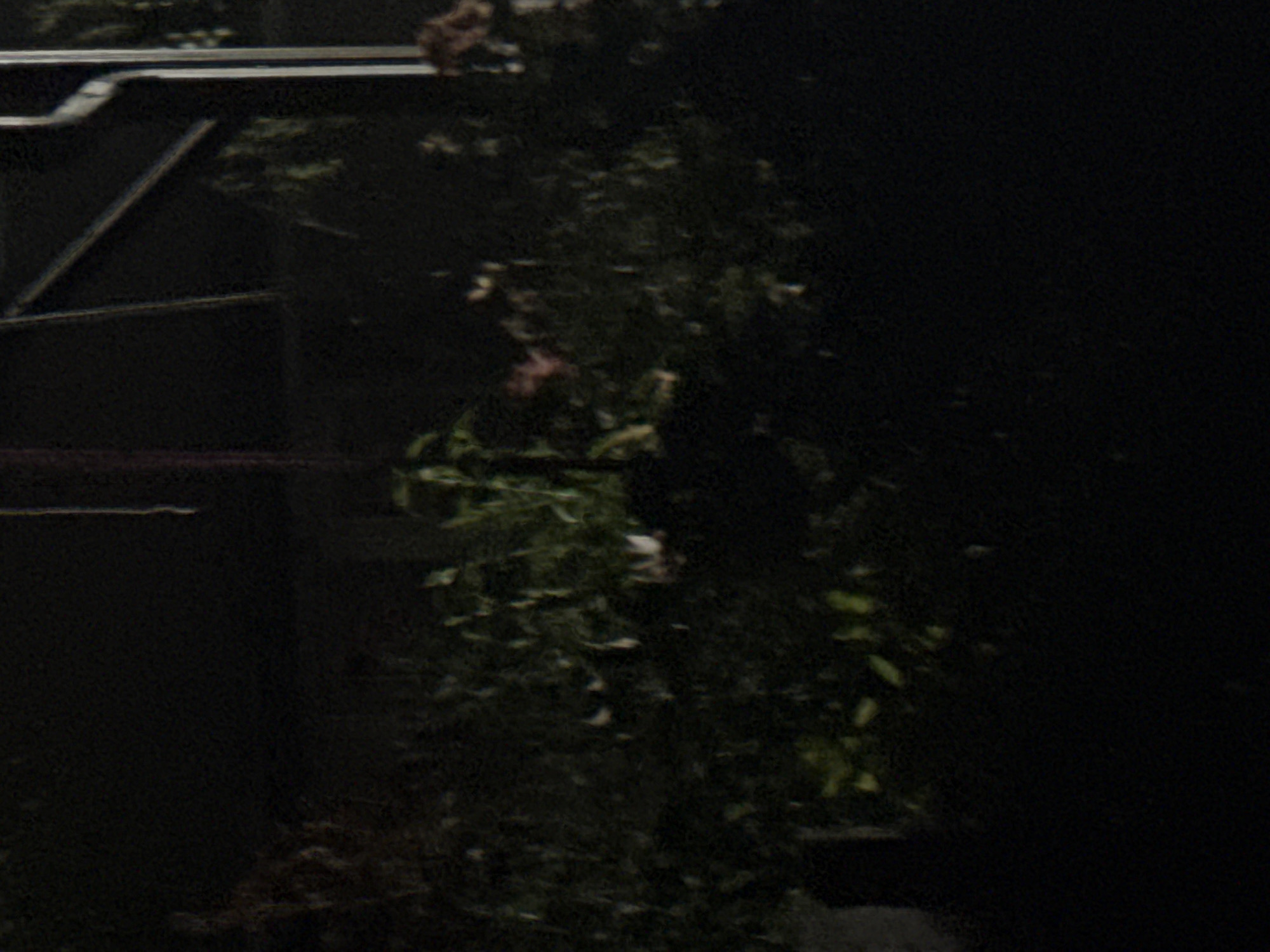 The image is a low-light, slightly blurry photograph that appears to be taken at night or in very dim conditions. The foreground consists of dark, shadowy foliage and possibly some indistinct plant pots. In the background, there are hints of structures and possibly more vegetation. The overall impression is one of an outdoor scene at night, perhaps a garden or a yard, with limited visibility. There are no discernible people or specific objects that can be identified with certainty. The scene lacks clear details due to the low light and the quality of the photograph, making it difficult to pinpoint an exact location or provide a detailed narrative.