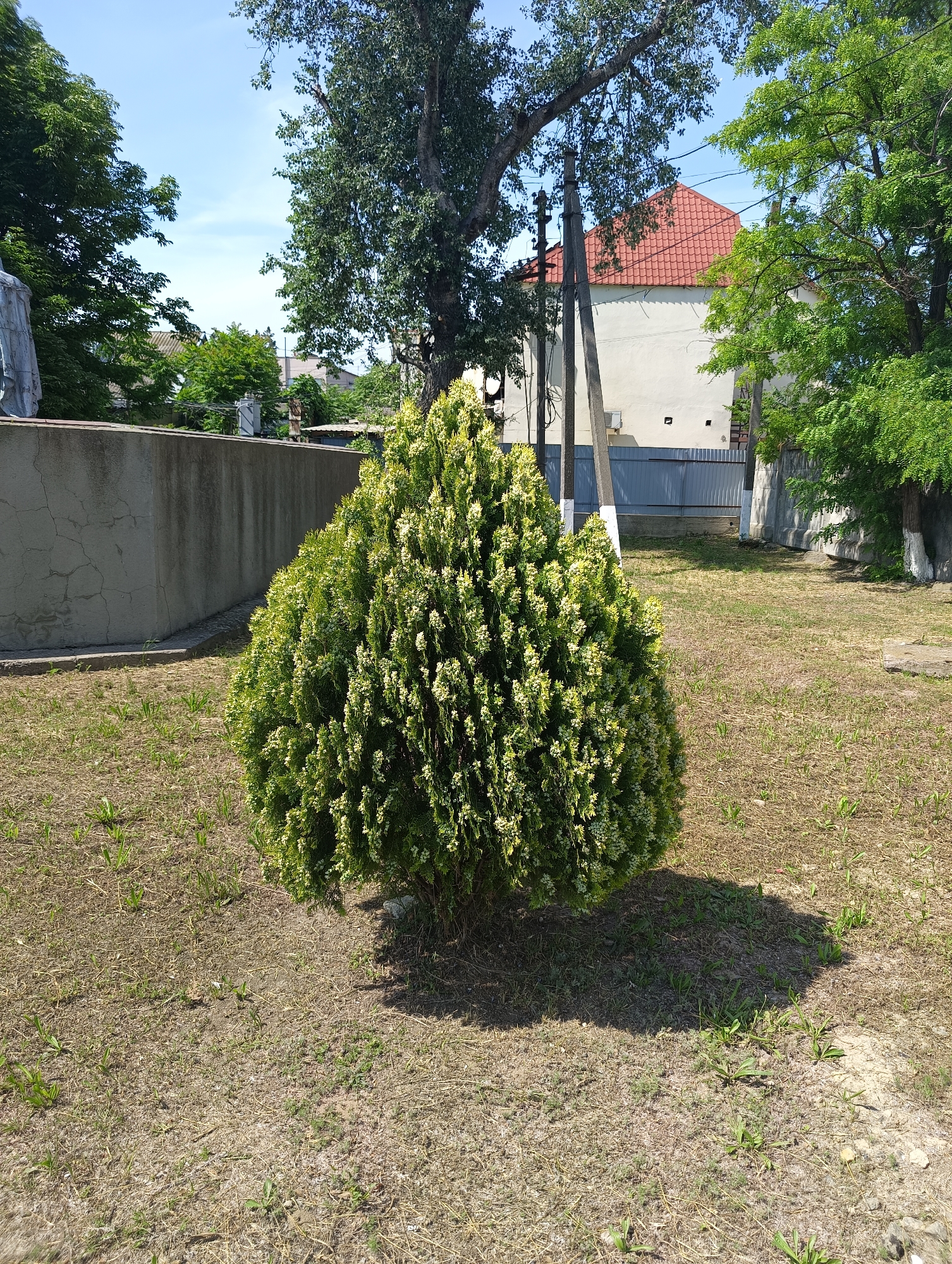 This image captures an outdoor scene in what appears to be a private yard or public garden, located in the city of Maiaky, Ukraine, under clear daylight conditions.
In the foreground and center, a densely packed, roundish conifer bush, possibly a Thuja, stands prominent with its green and yellowish-green foliage. It casts a distinct, dark shadow towards the viewer, indicating a high sun position. The ground beneath and surrounding the bush is largely dry, patchy earth covered with sparse, straw-colored grass and scattered green weeds.
The mid-ground features a tall, grey concrete wall stretching horizontally from the left, exhibiting cracks and streaks of darker discoloration. Above and behind this wall, a partial white structure, possibly a statue or monument, is visible on the far left. Lush green trees with broad leaves fill the upper left and mid-left background, obscuring the sky in those areas.
To the right of the concrete wall, multiple utility poles, both concrete and wooden, rise vertically, carrying visible power lines. Behind these poles and trees, a light-colored building with a distinctive reddish-orange tiled, pitched roof is partially visible. Further to the right, more green trees are present, one with a segment of its lower trunk whitewashed. A grey metal gate or fence is discernible behind the utility poles, suggesting property boundaries. The sky overhead is a clear, bright blue with minimal cloud cover, indicating fair weather. No people or specific actions are visible in the scene.