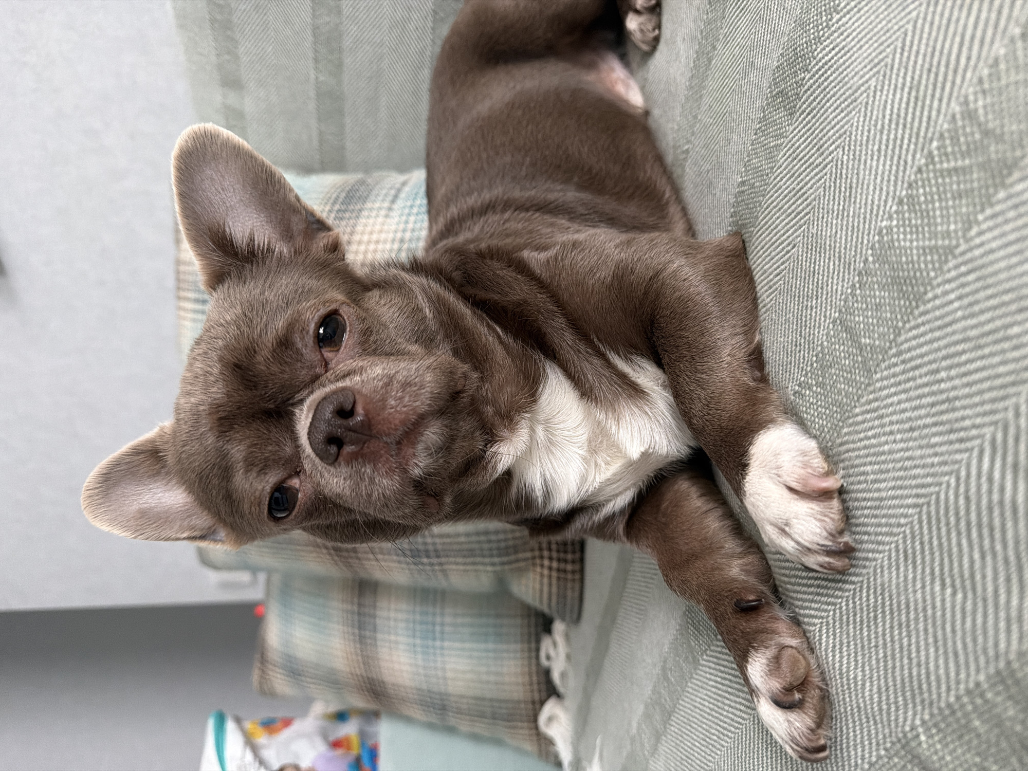 A medium shot shows a small, gray and white Chihuahua-type dog lying on a gray herringbone patterned couch. The dog's head is angled towards the camera, and its eyes are open. Its right front paw is extended onto the couch, while the rest of its body is resting on the cushions. A plaid cushion is visible underneath the dog's head. The photo was not taken in Votkinsk, Russia.