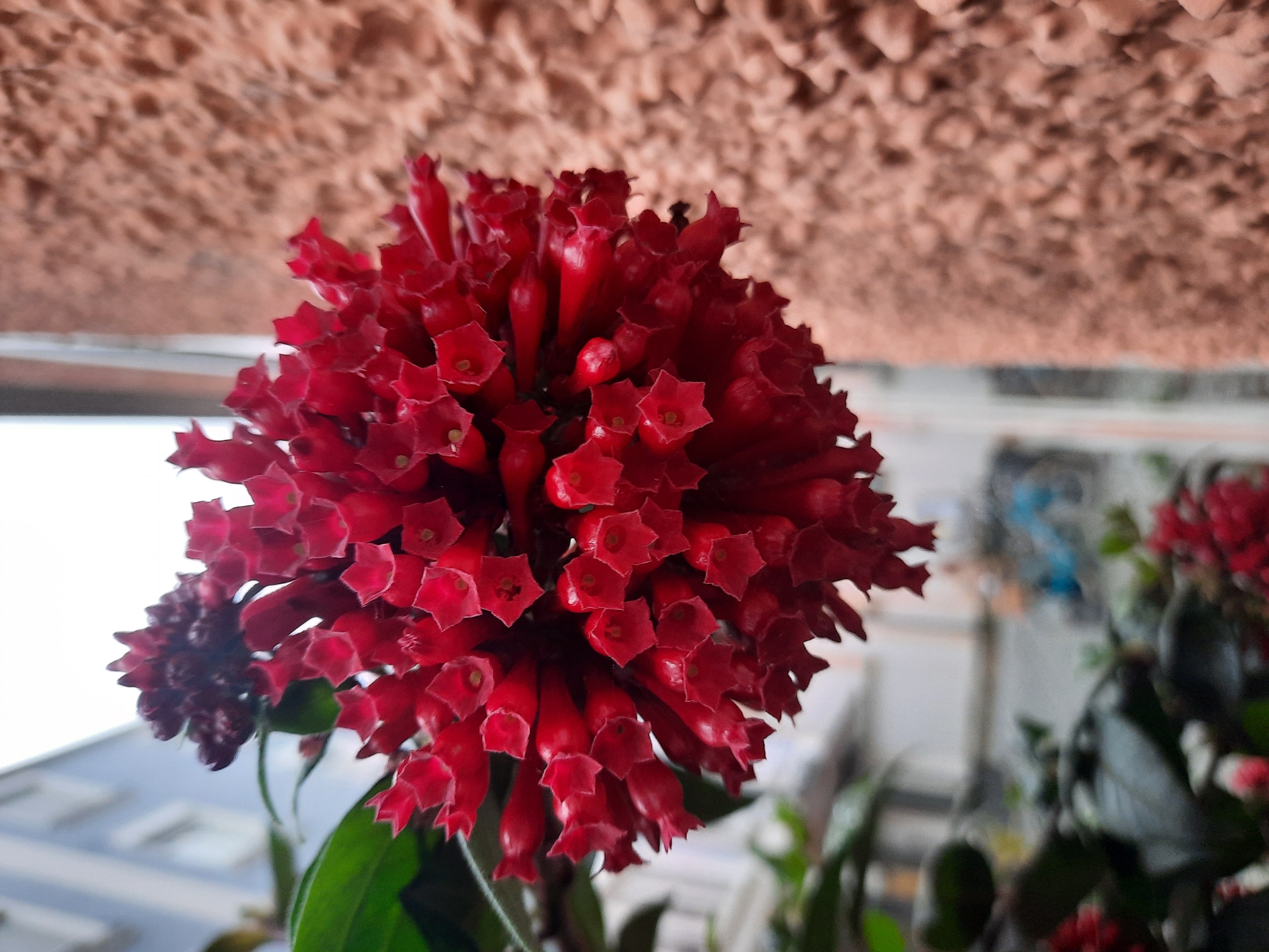 A cluster of small, trumpet-shaped, red flowers is in sharp focus in the foreground, extending from the left side of the frame. The flowers are densely packed, forming a rounded head. To the left of the main flower cluster, a smaller, darker cluster of buds is visible, partially obscuring green leaves. The background is blurred, showing a textured, light brown wall on the right and a pale blue building with windows on the left. The scene is likely an outdoor urban environment, potentially a balcony or garden in Rosenheim, Germany, given the architectural style of the building and the presence of a potted plant. No people or animals are visible.
