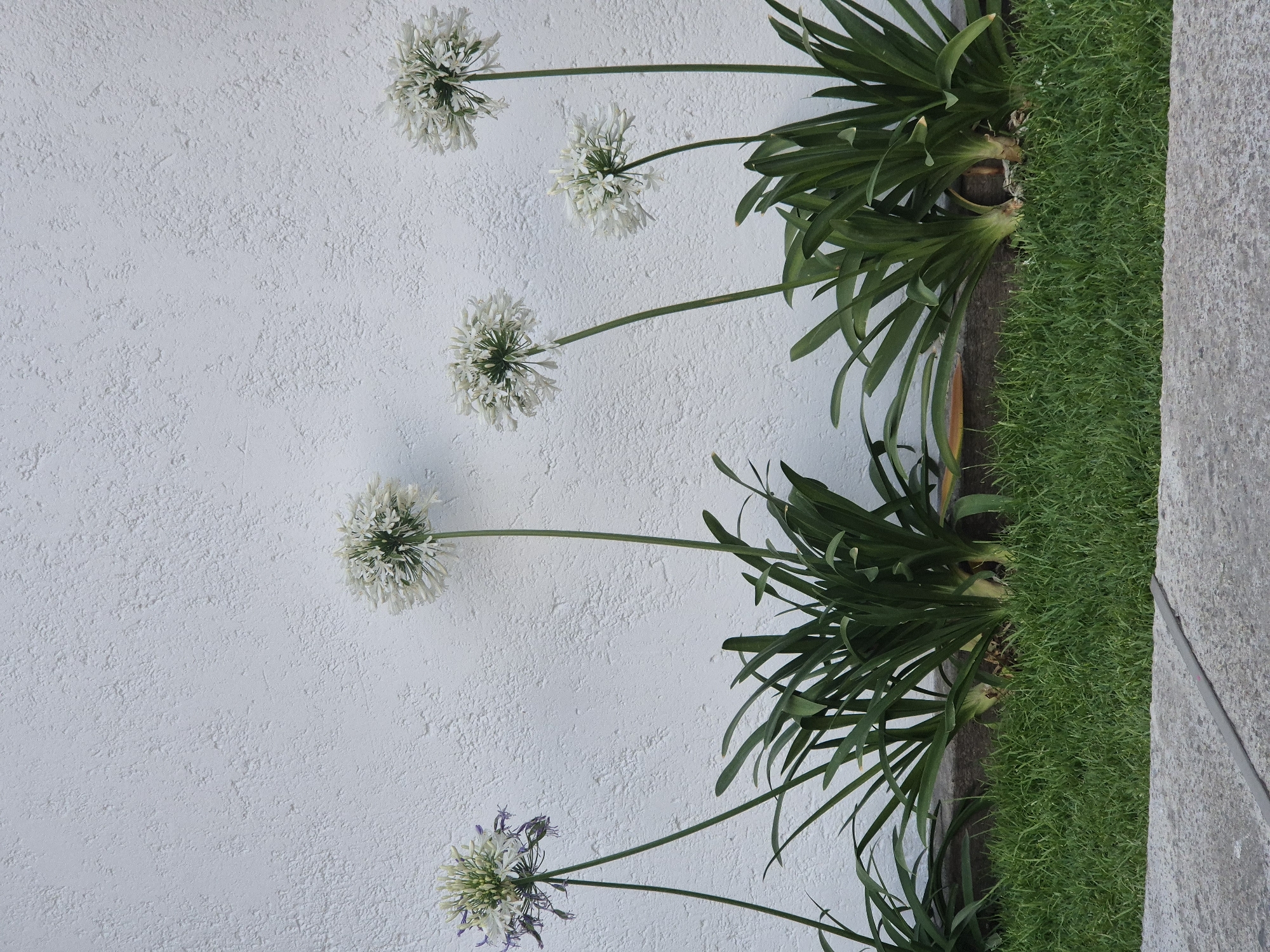 The image shows a row of white Agapanthus flowers growing against a white textured wall next to a narrow patch of grass and a concrete sidewalk. The plants appear to be planted along a narrow strip of soil bordering the wall and the sidewalk. The flowers are spherical clusters of white florets atop long, slender stems. The plants also feature long, green leaves emerging from the base. The scene likely takes place in an urban setting in Puebla, Mexico, considering the presence of concrete sidewalks, the type of plants, and the architectural style of the wall. There are no people visible in the image.