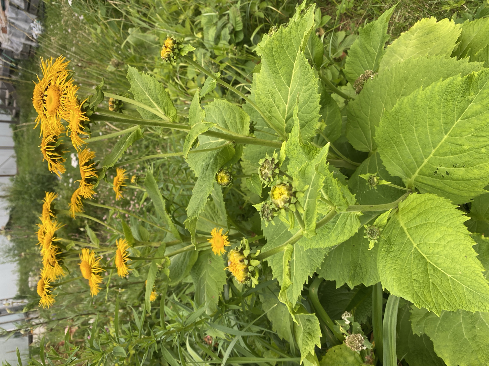 The image shows a cluster of tall, yellow wildflowers with spiky petals, likely blooming in a garden or overgrown field. The flowers are the main subject, with large green leaves and stems prominently featured. In the background, out-of-focus greenery, including tall grass and other plants, suggests a natural or semi-wild setting. A faint structure resembling a greenhouse or shed is visible in the upper left corner, suggesting a domestic or cultivated area within the city of Lindo-Pustyn' (Kantaurovskii S/S), Russia. No people or animals are present in the frame. The lighting appears to be natural daylight, possibly overcast, given the soft shadows.